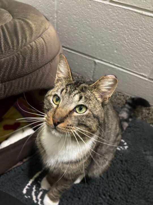 Douglas, ADOPTABLE, Adult Male Domestic Short Hair.