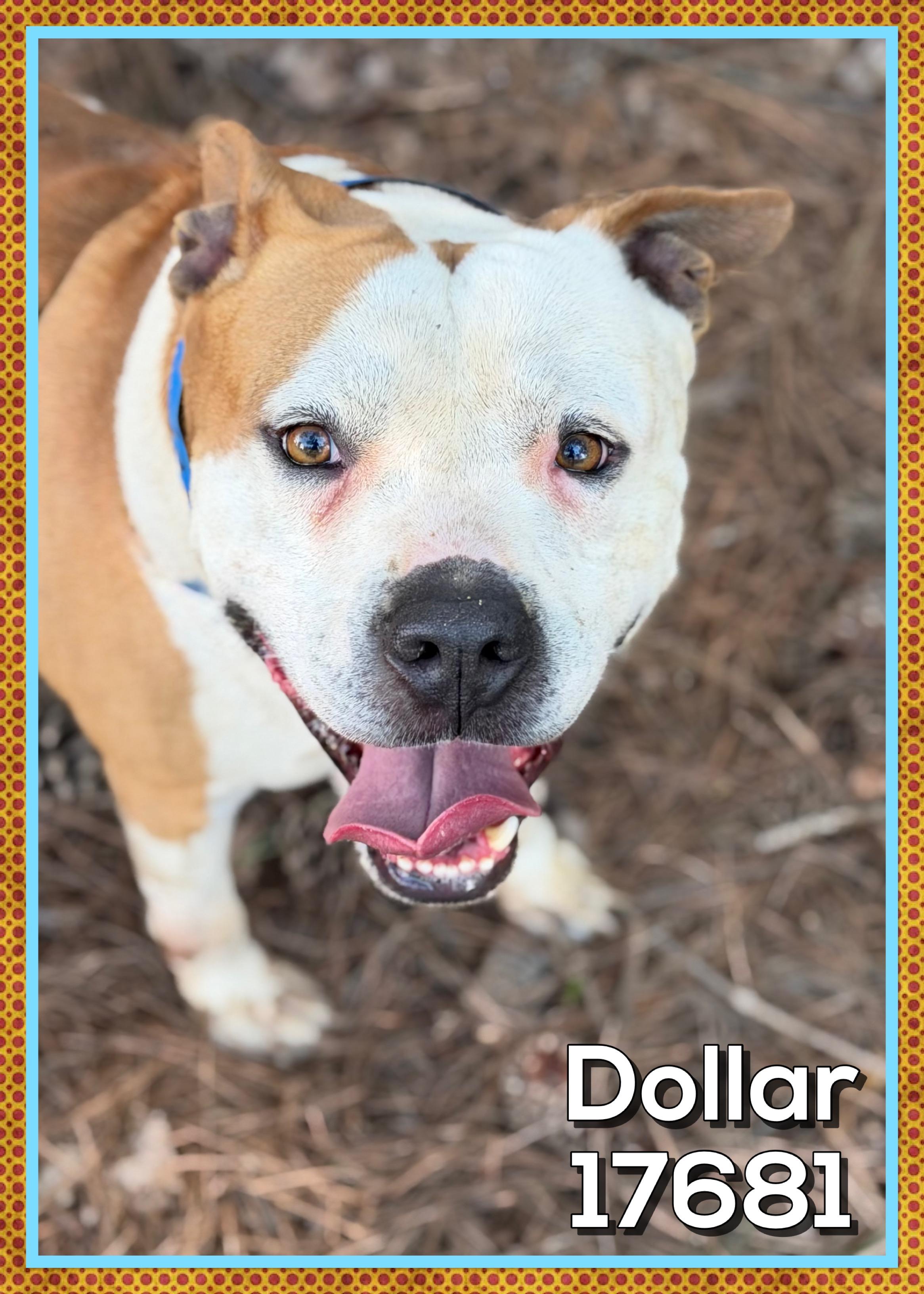 Enlarge DOLLAR, a ADOPTABLE mixed breed in Marietta, GA image 3/6