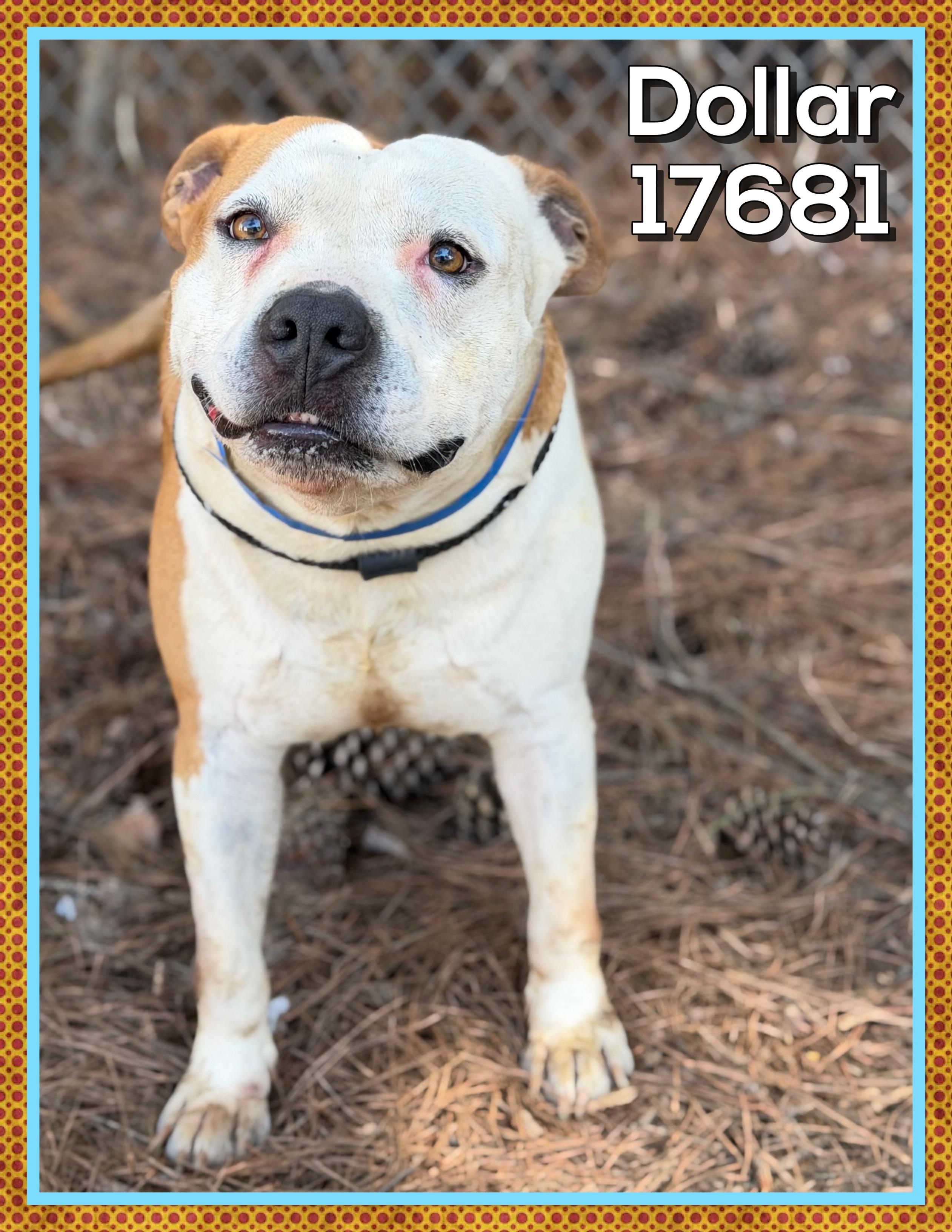 Enlarge DOLLAR, a ADOPTABLE mixed breed in Marietta, GA image 1/6