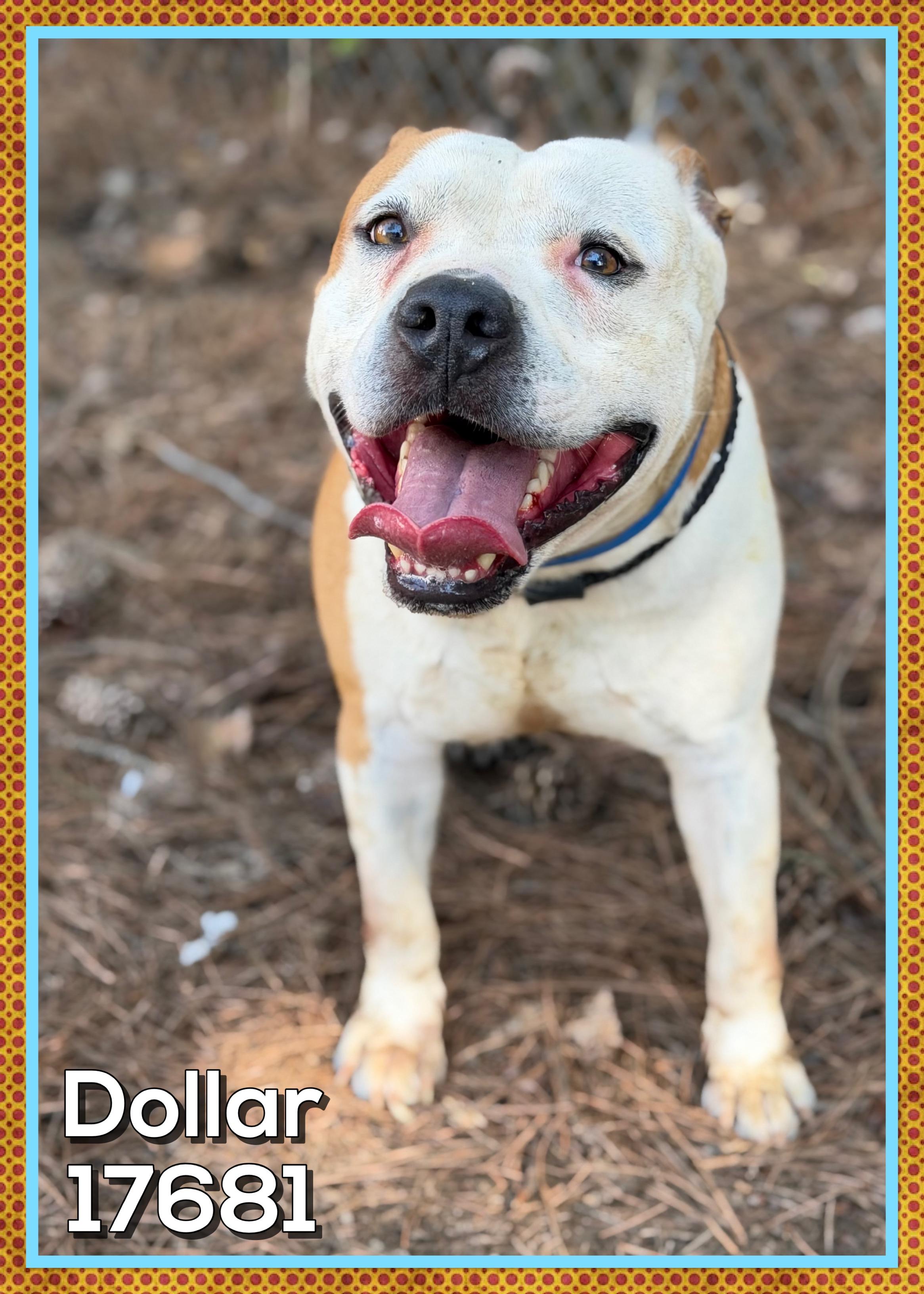 Enlarge DOLLAR, a ADOPTABLE mixed breed in Marietta, GA image 4/6