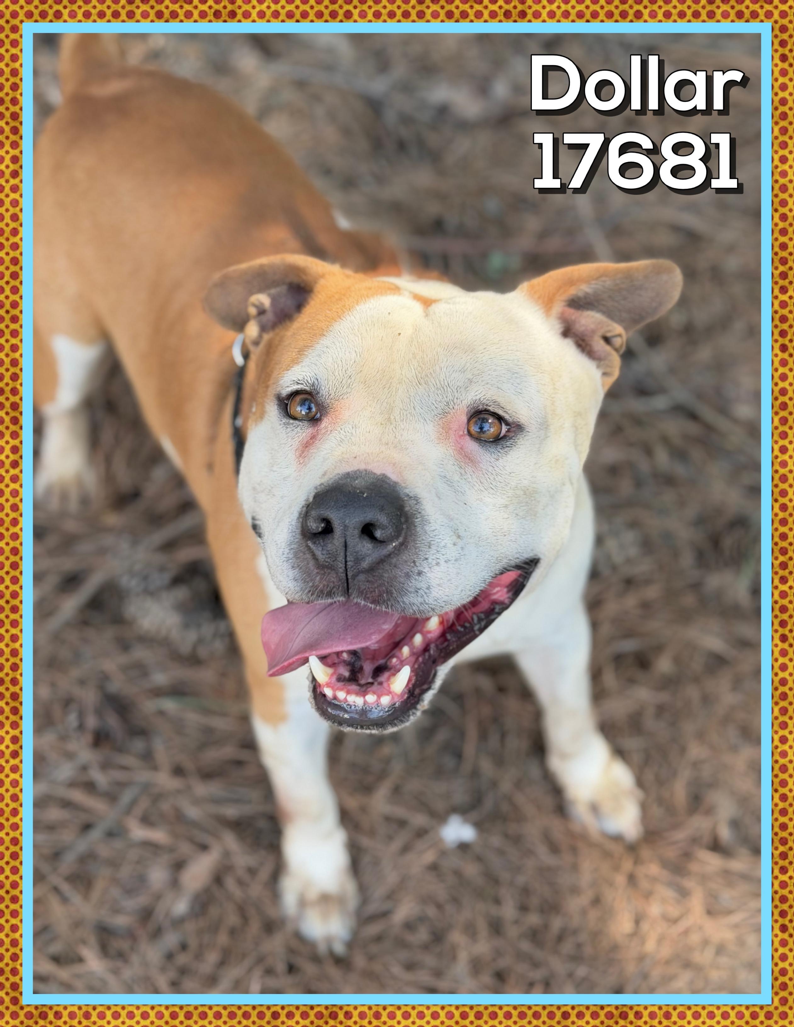 Enlarge DOLLAR, a ADOPTABLE mixed breed in Marietta, GA image 6/6