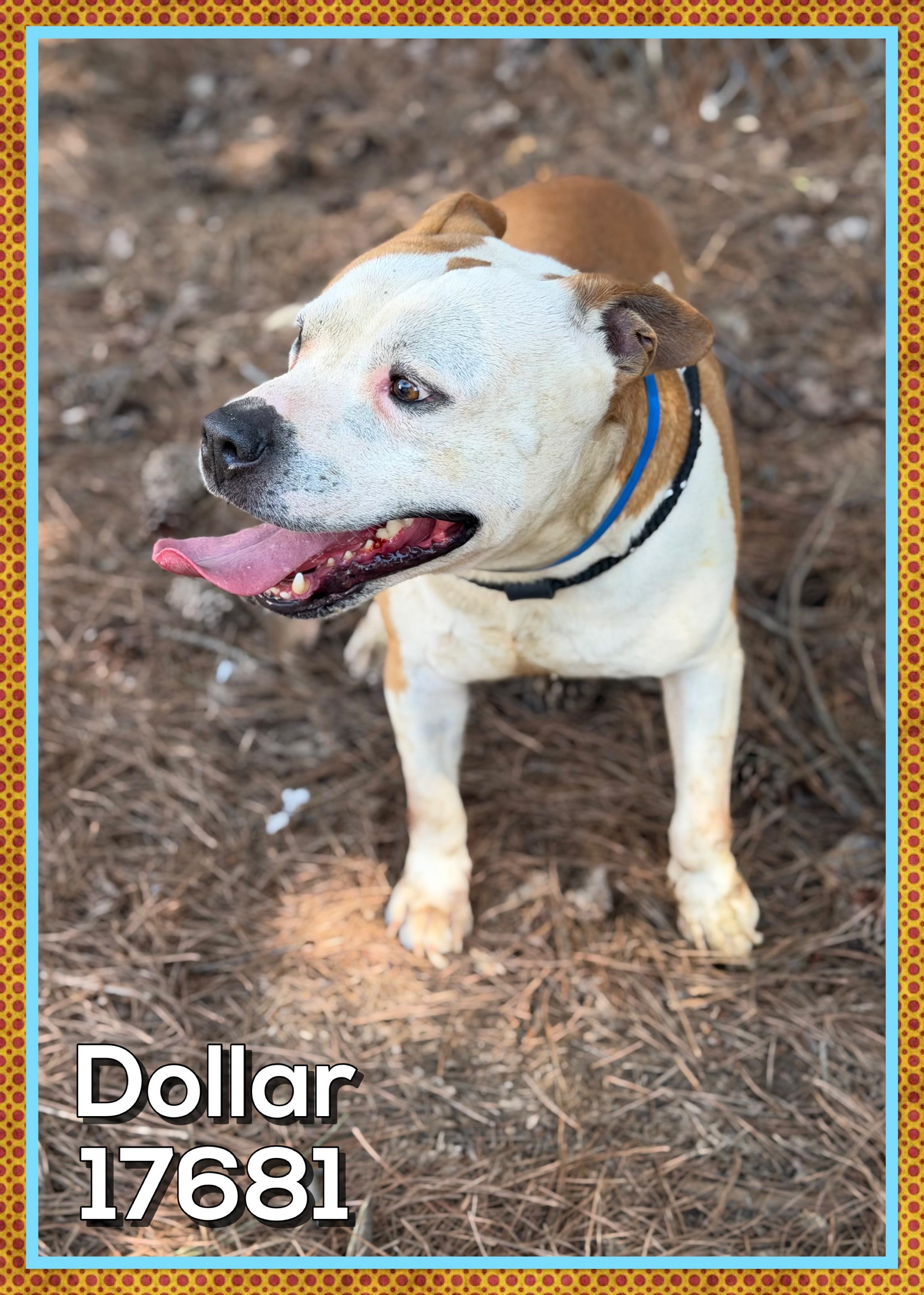 Enlarge DOLLAR, a ADOPTABLE mixed breed in Marietta, GA image 5/6
