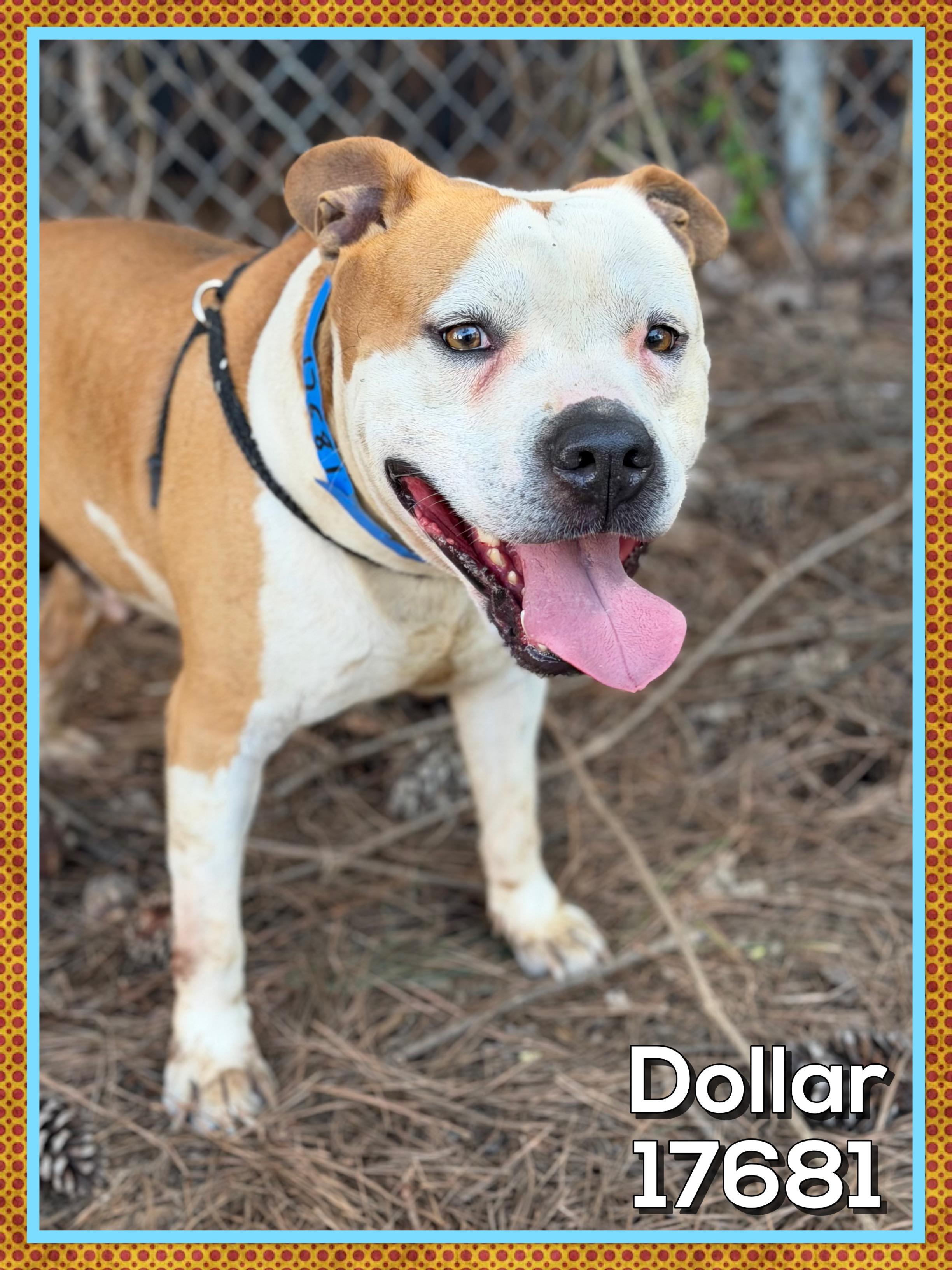 Enlarge DOLLAR, a ADOPTABLE mixed breed in Marietta, GA image 2/6