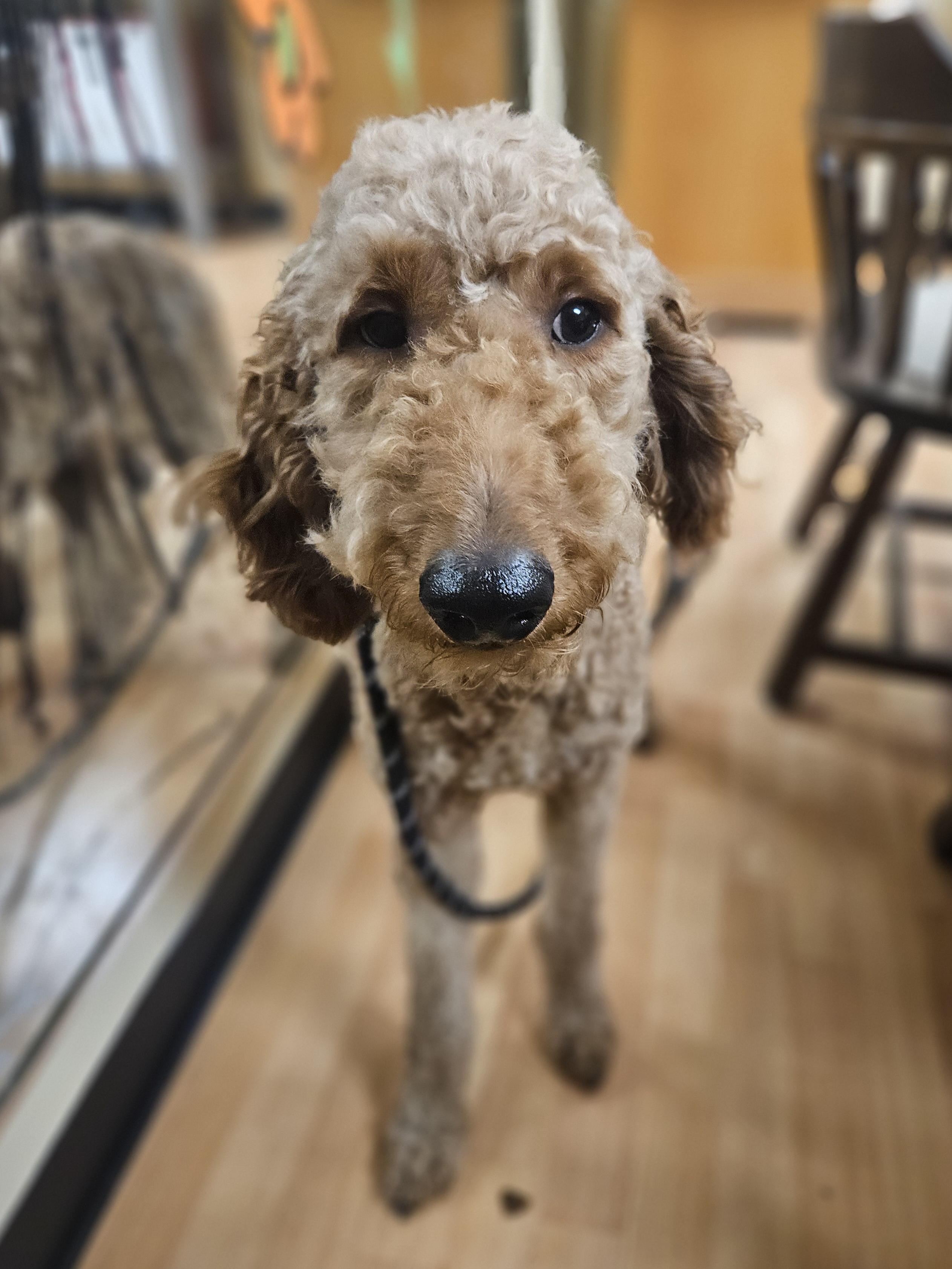 FOZZIE   $425, adopted, Young Male Goldendoodle.