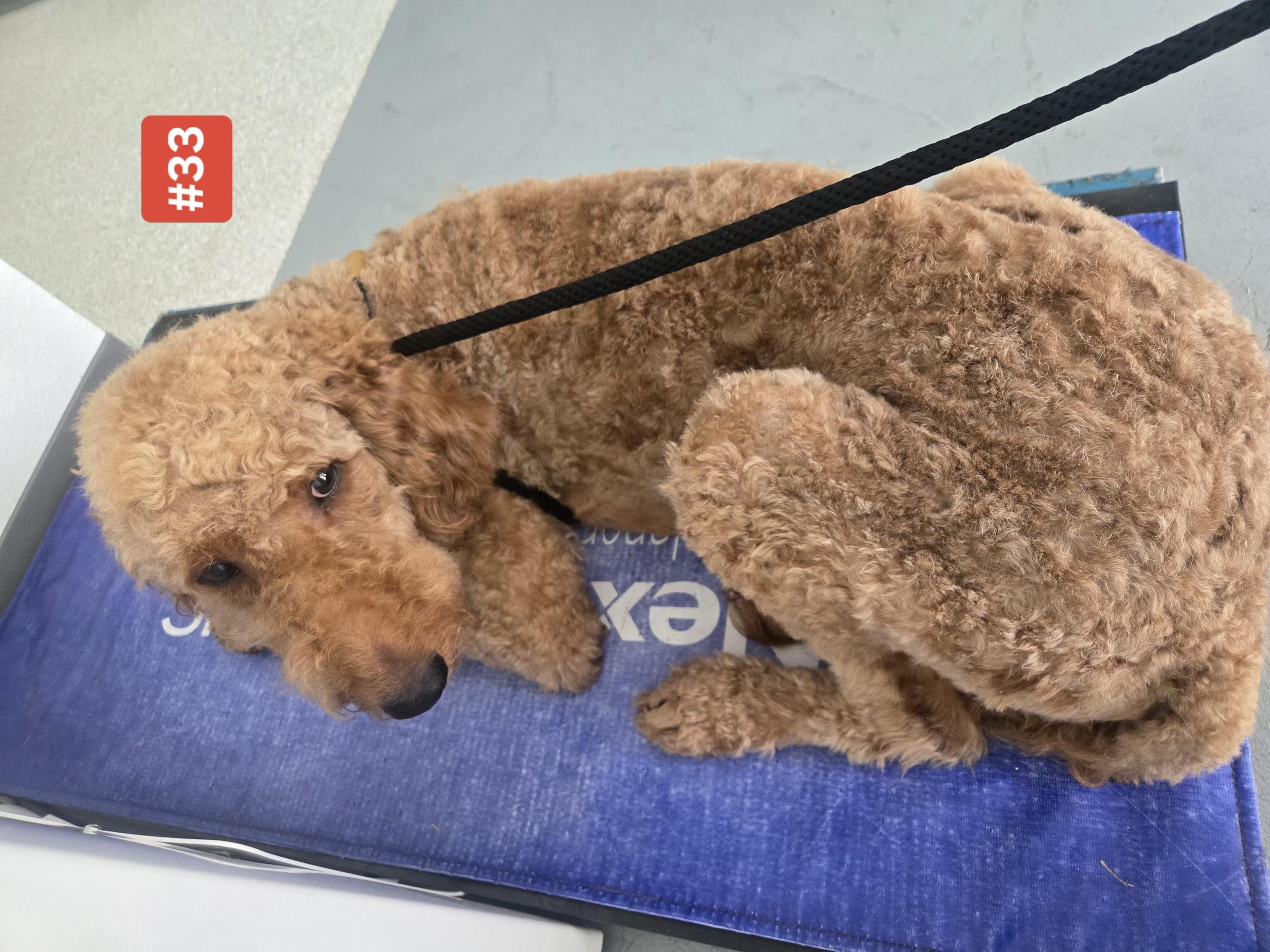 Enlarge FOZZIE   $425, an adopted mixed breed in Milwaukee, WI image 2/3