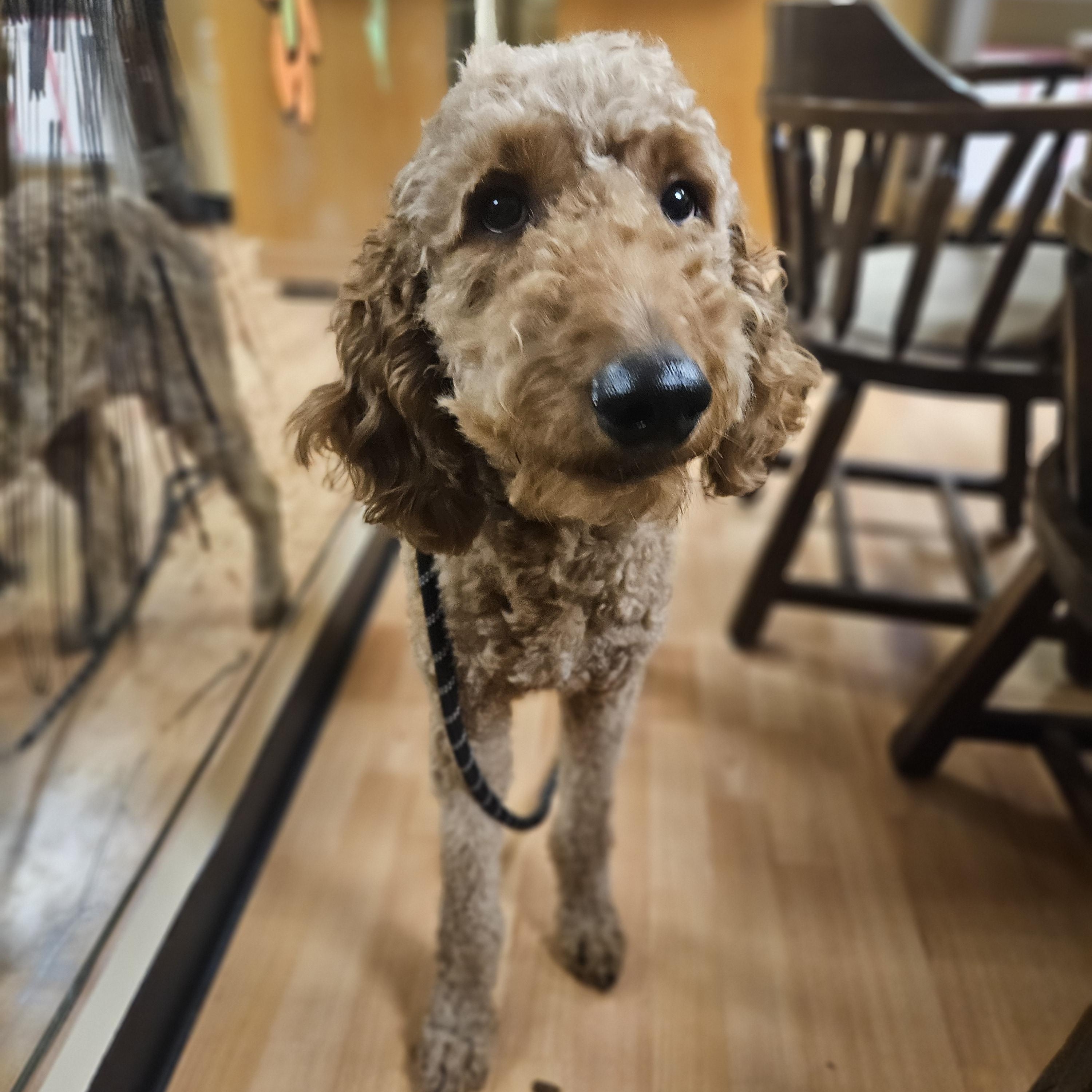 Enlarge FOZZIE   $425, an adopted mixed breed in Milwaukee, WI image 3/3