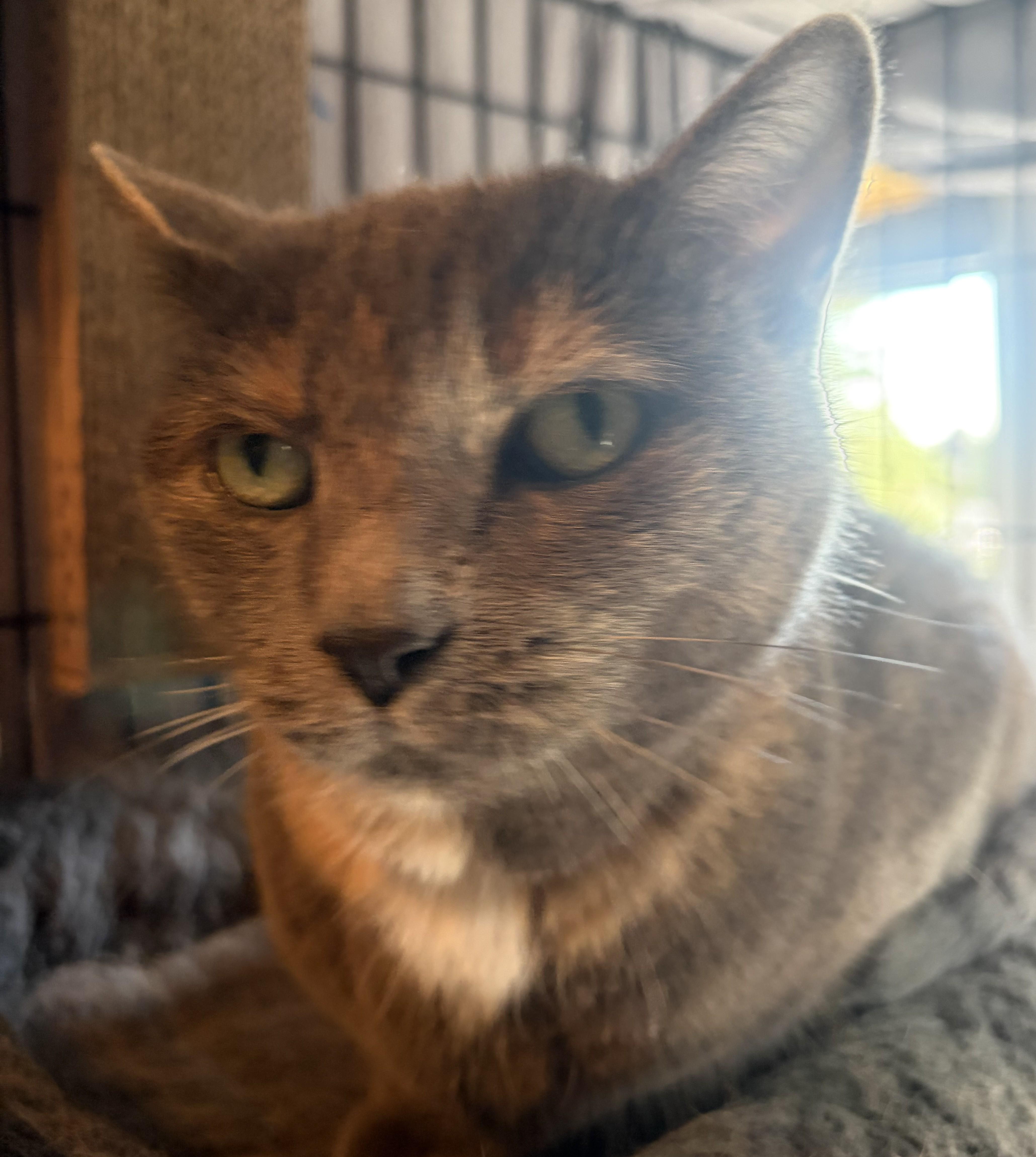Blossom26, a ADOPTABLE Domestic Short Hair in Milwaukee, WI image 3/4