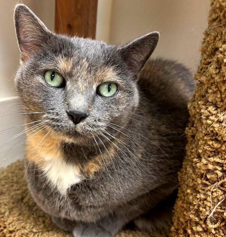 Blossom26, ADOPTABLE, Adult Female Domestic Short Hair.