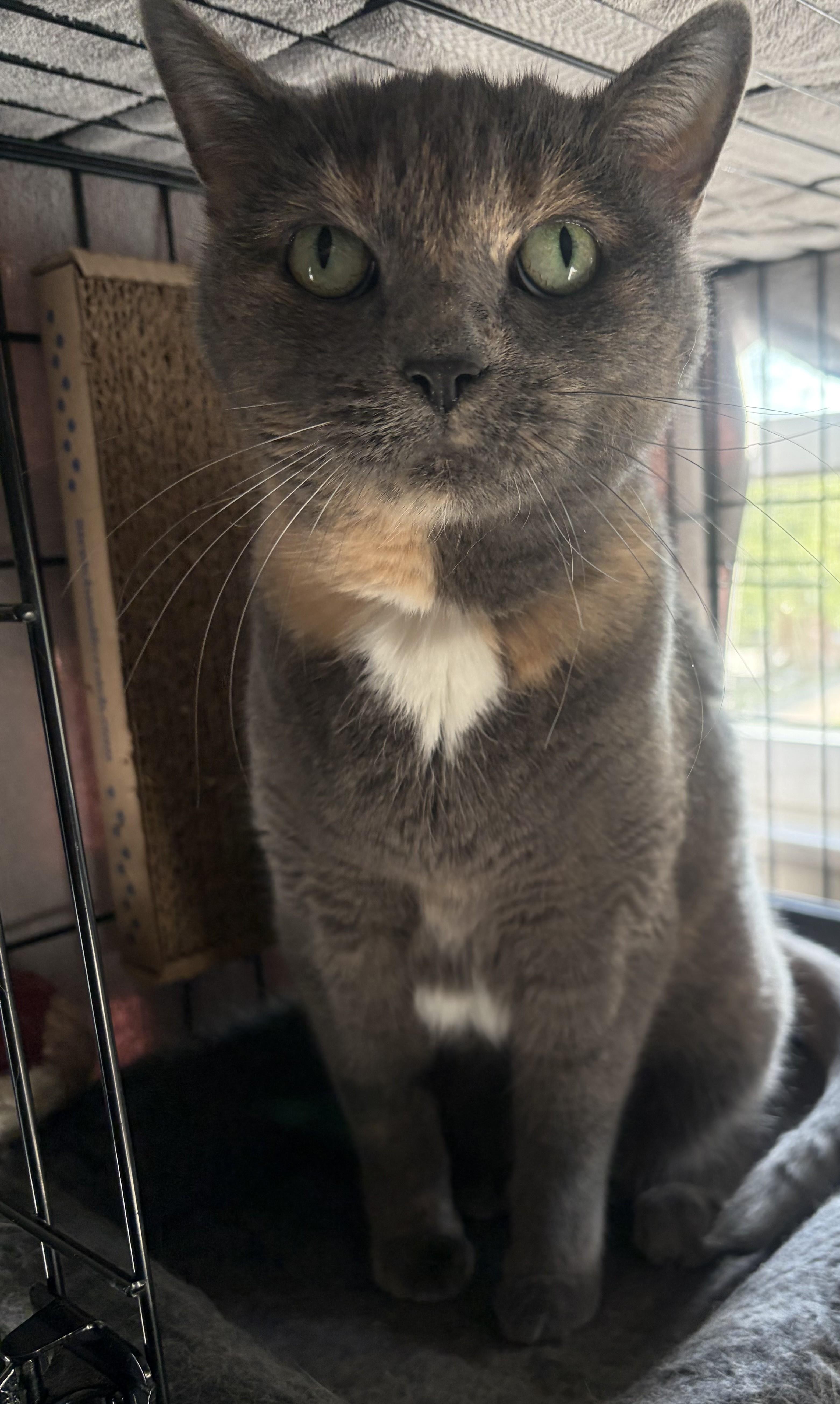 Blossom26, a ADOPTABLE Domestic Short Hair in Milwaukee, WI image 2/4