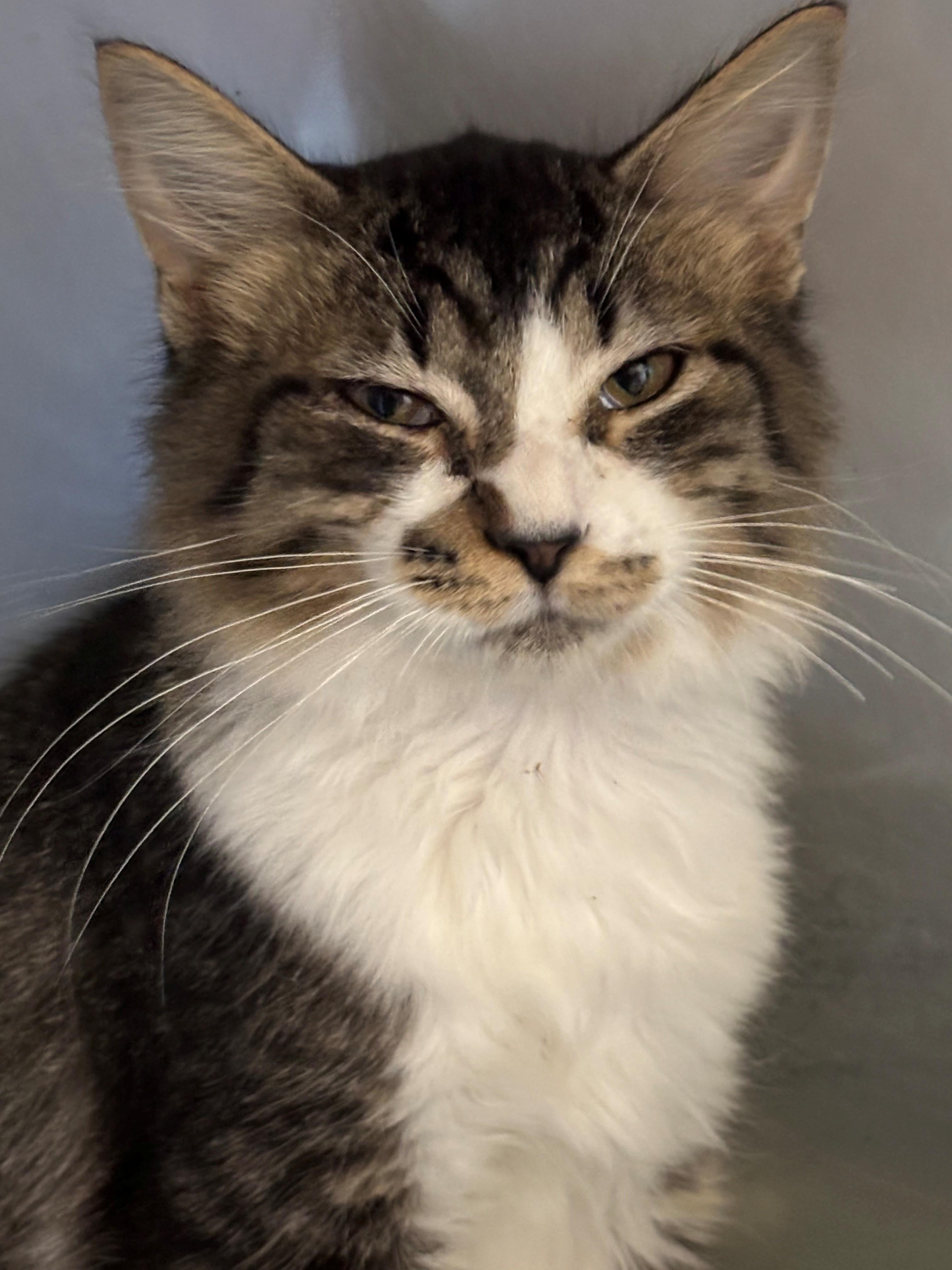 Enlarge Itty Bitty Kitty, a Adoptable mixed breed in Bedford, VA image 1/3