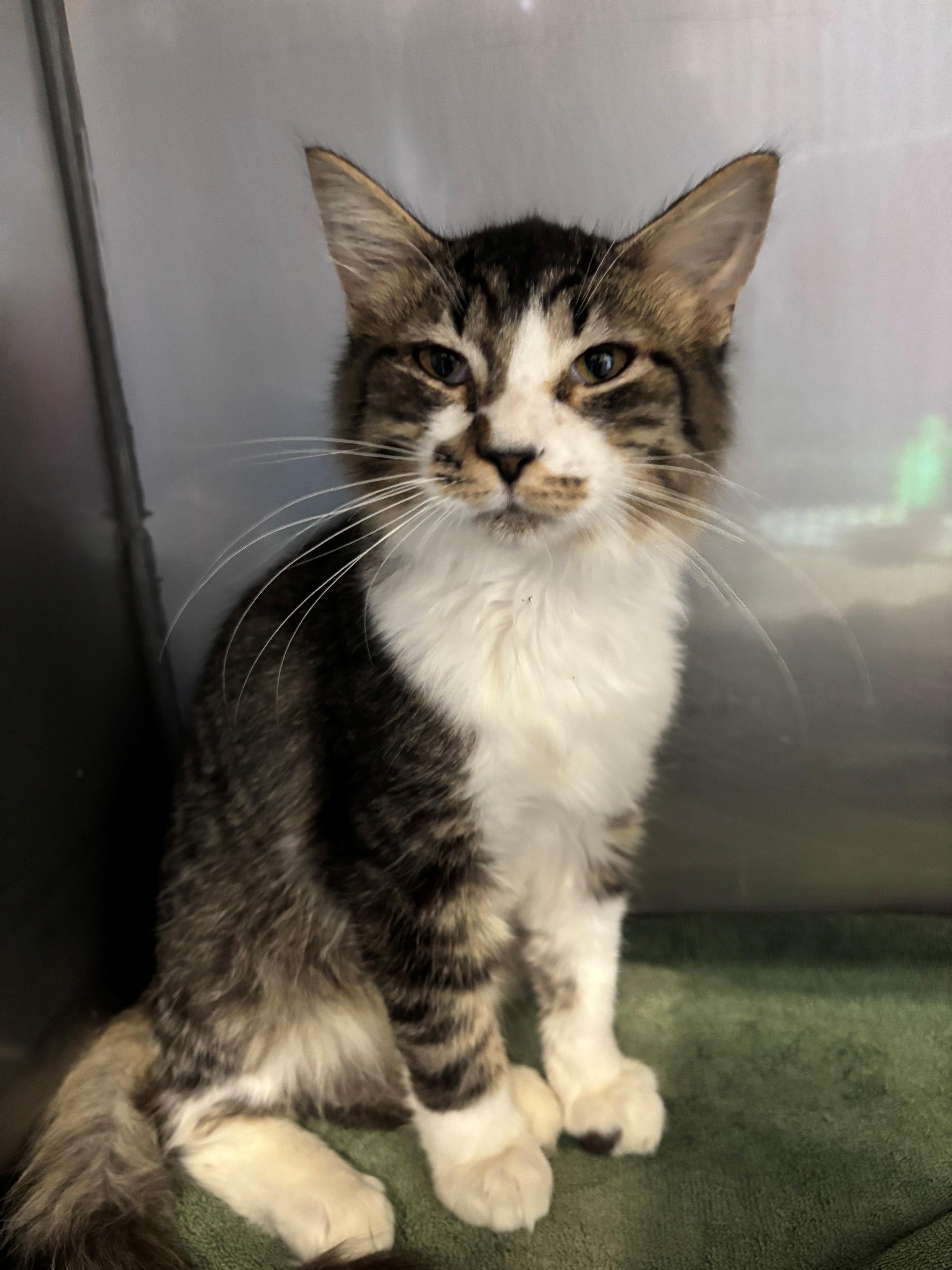 Enlarge Itty Bitty Kitty, a Adoptable mixed breed in Bedford, VA image 2/3