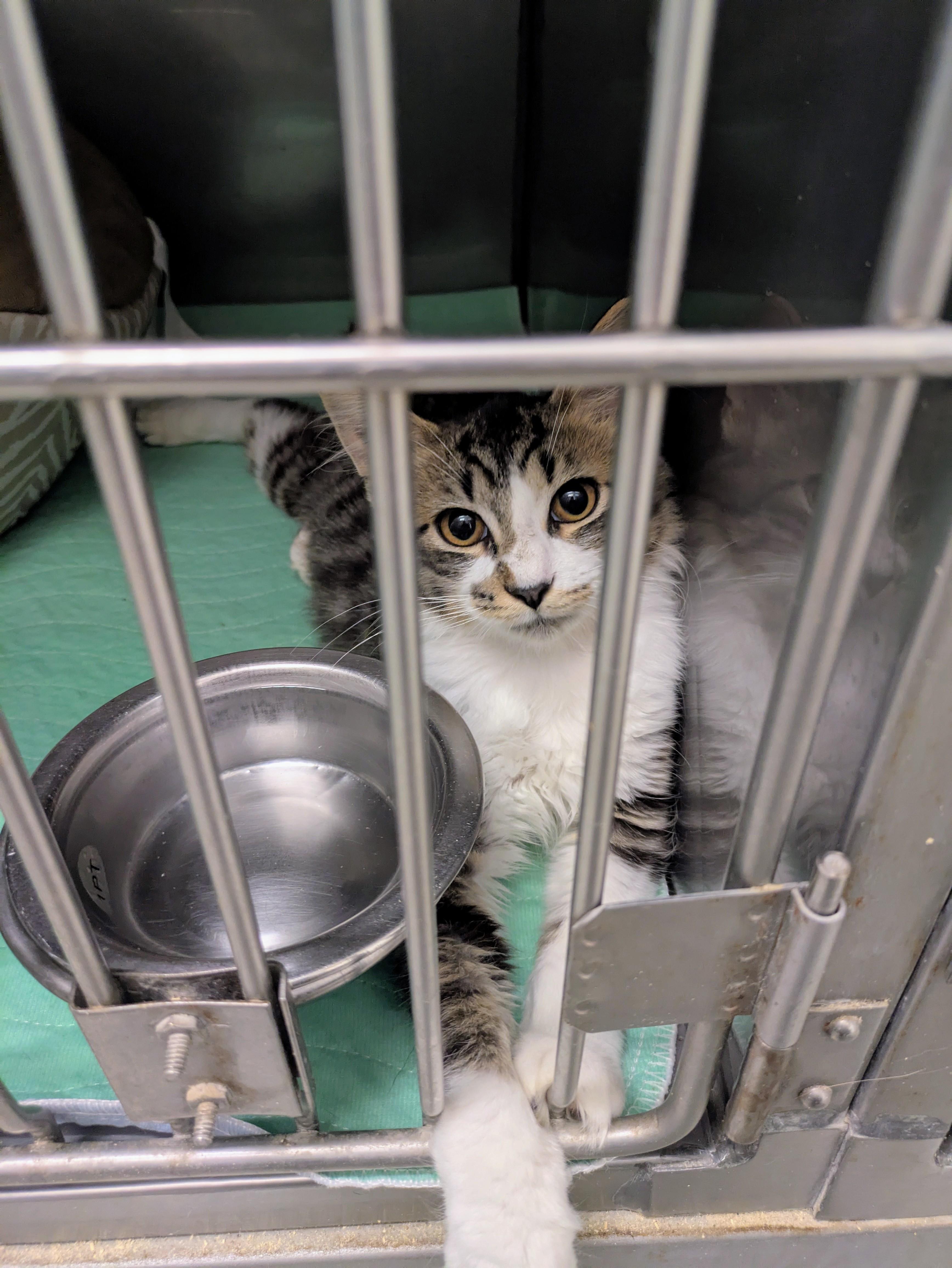 Enlarge Itty Bitty Kitty, a Adoptable mixed breed in Bedford, VA image 3/3