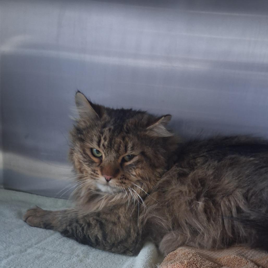 Romeo, a Adoptable Domestic Long Hair in Cedaredge, CO image 1/6