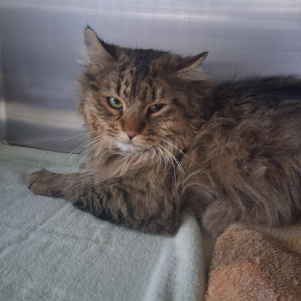 Romeo, a Adoptable Domestic Long Hair in Cedaredge, CO image 2/6