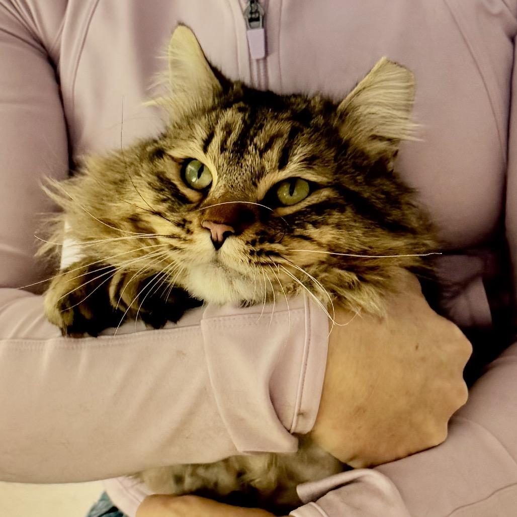 Romeo, a Adoptable Domestic Long Hair in Cedaredge, CO image 3/6