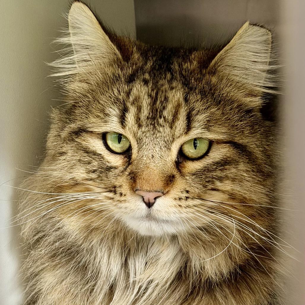 Romeo, a Adoptable Domestic Long Hair in Cedaredge, CO image 4/6