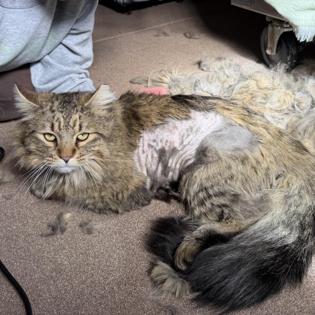 Romeo, a Adoptable Domestic Long Hair in Cedaredge, CO image 5/6