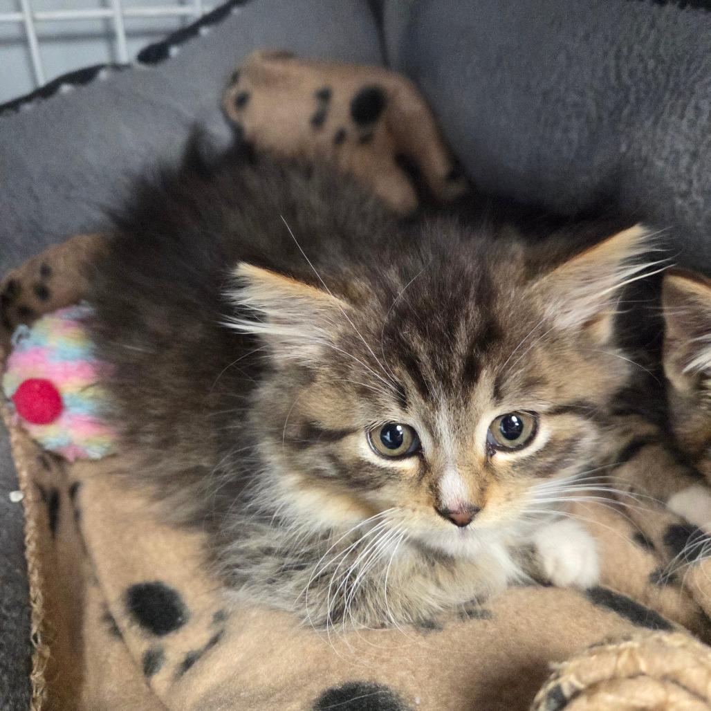 Luanne, Adoptable, Kitten Female Domestic Medium Hair.
