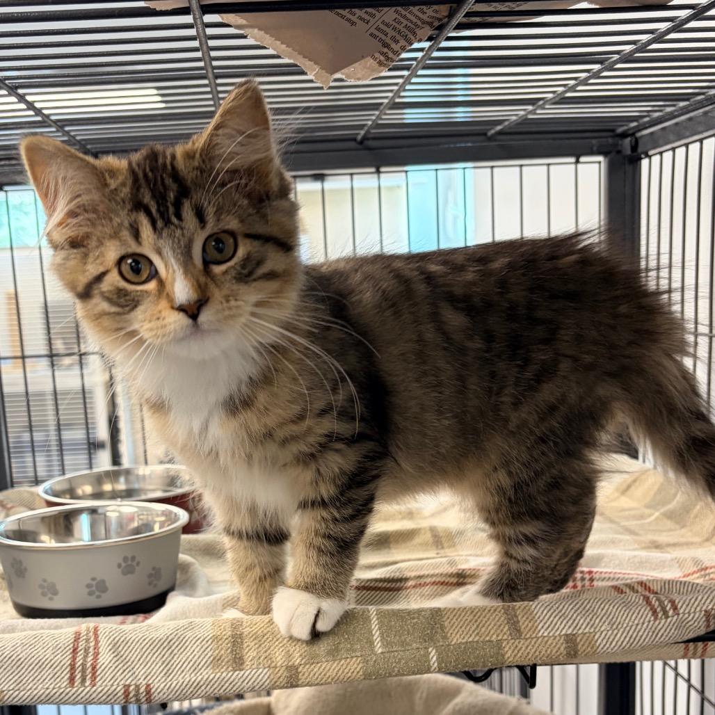 Enlarge Luanne, a Adoptable Domestic Medium Hair in Watertown, NY image 2/2