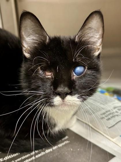 The Oracle, Adoptable, Adult Female Domestic Short Hair.