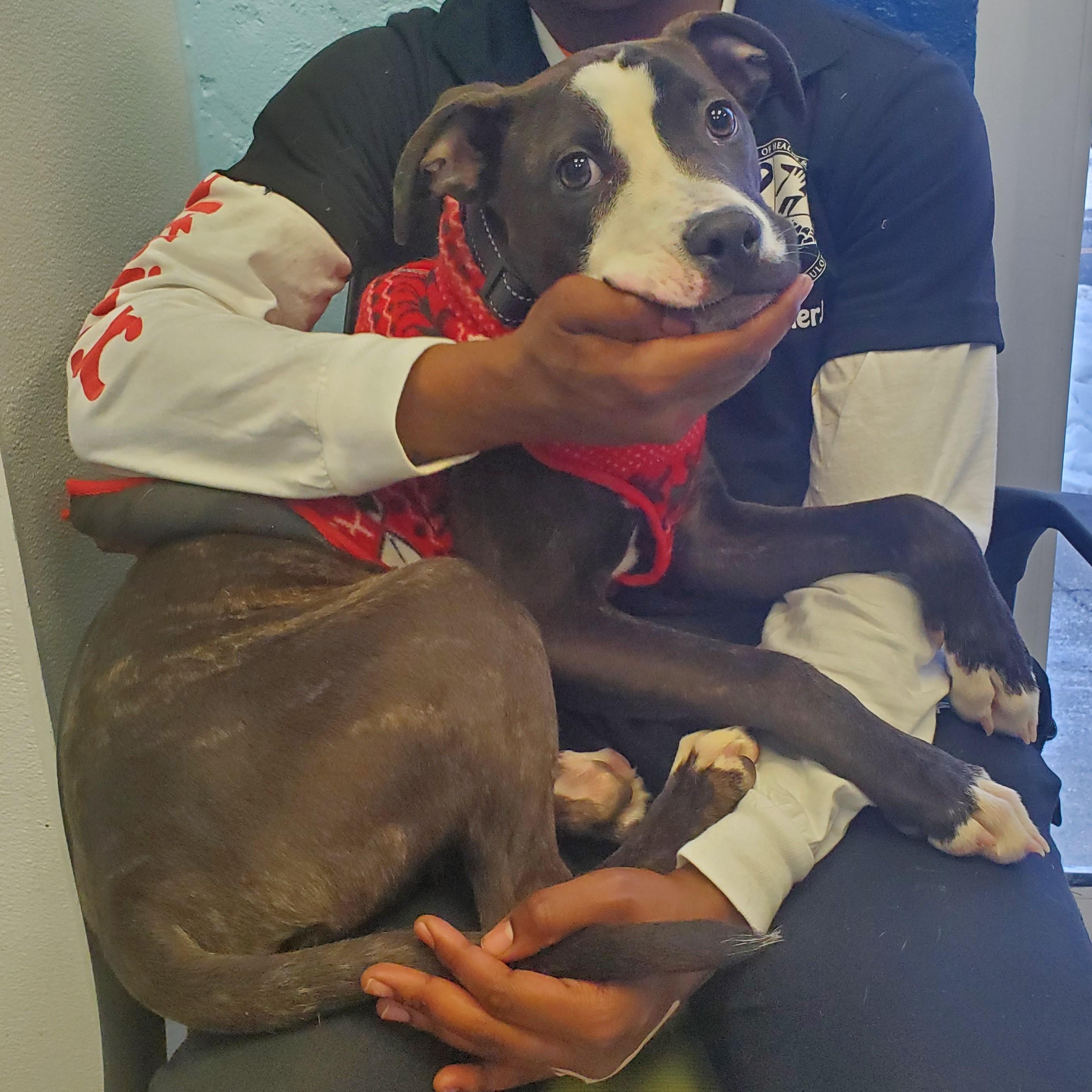 Enlarge Sparkle-Eyes, an adopted American Staffordshire Terrier in Jersey city, NJ image 1/1