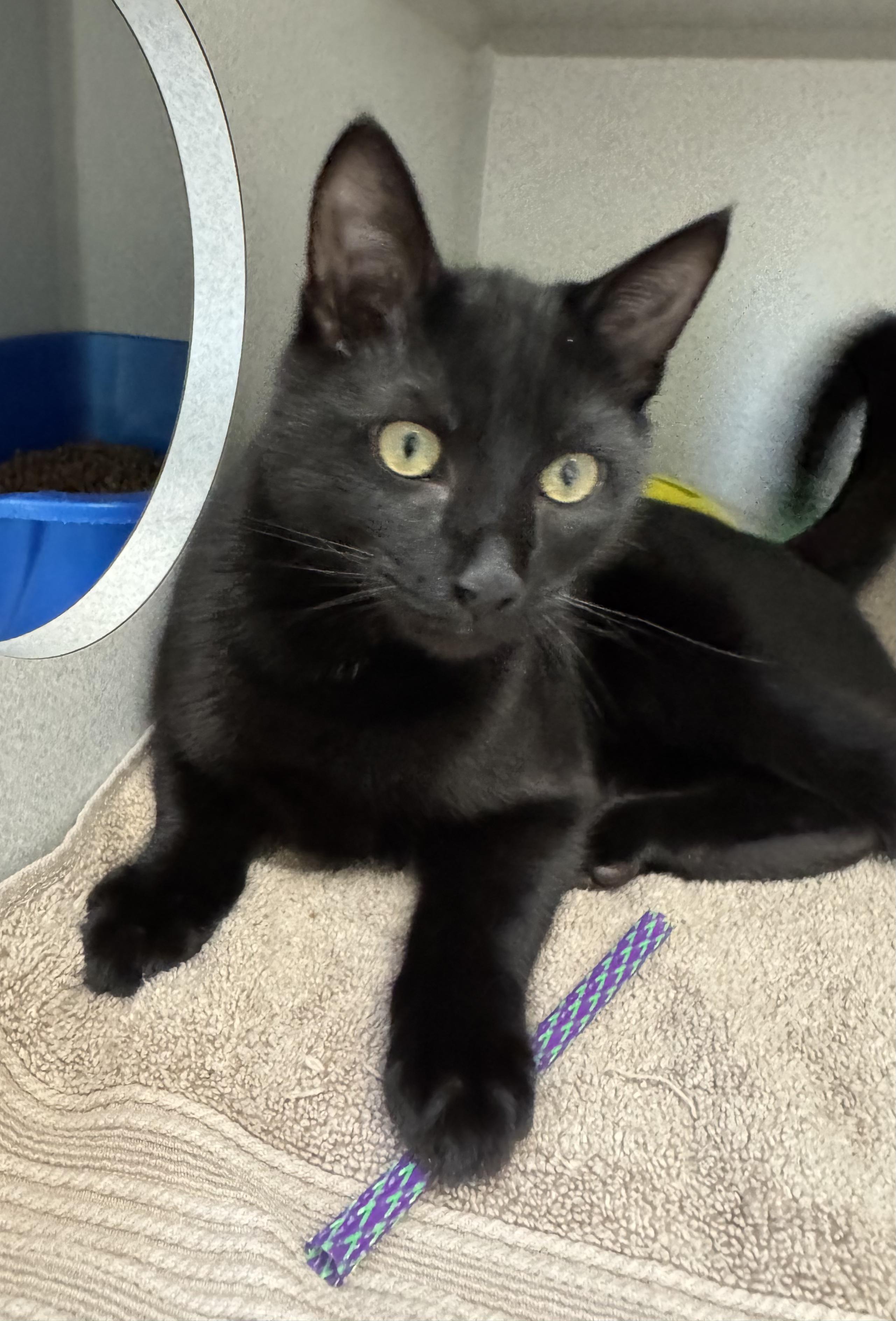 *Jax, adopted, Kitten Male Domestic Short Hair.