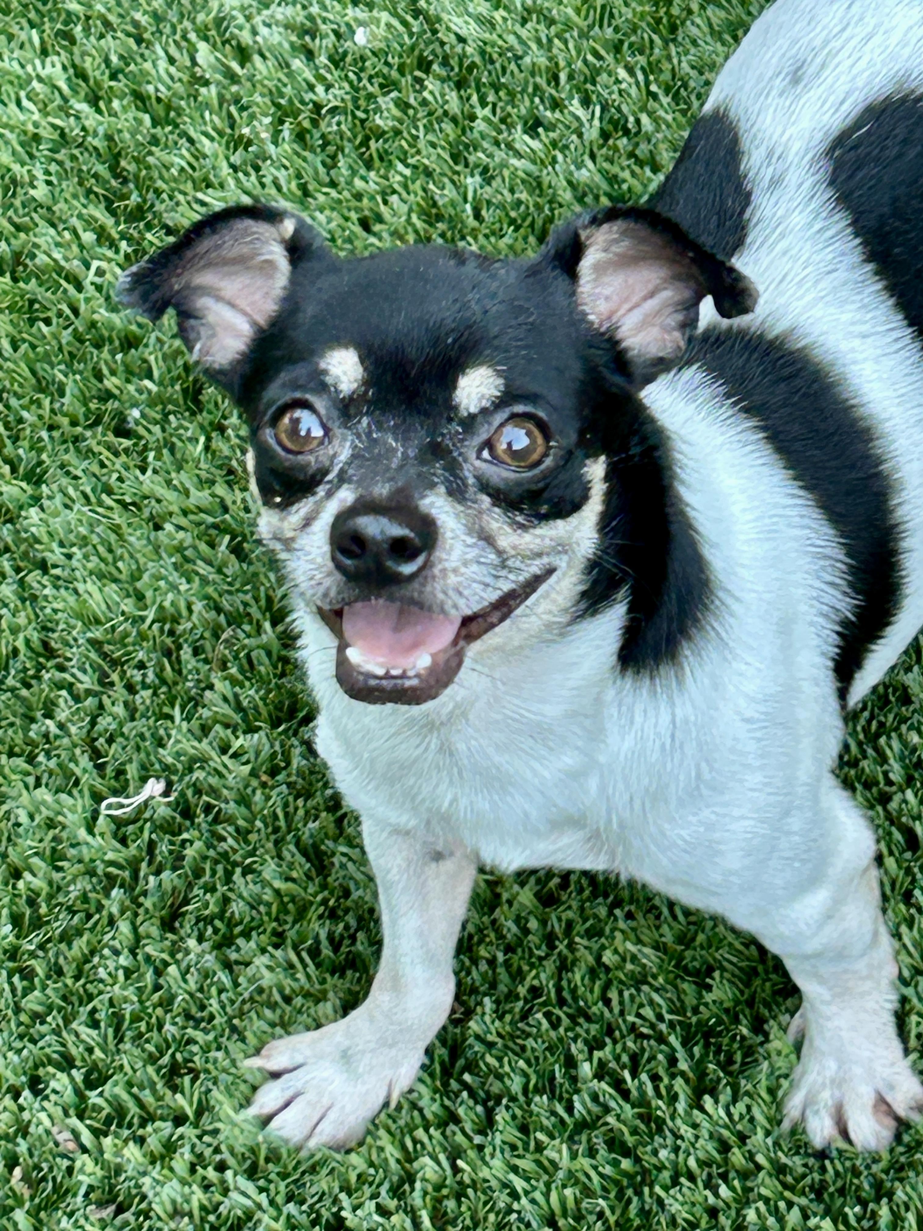 Enlarge Hayes, a ADOPTABLE mixed breed in Sarasota, FL image 4/4