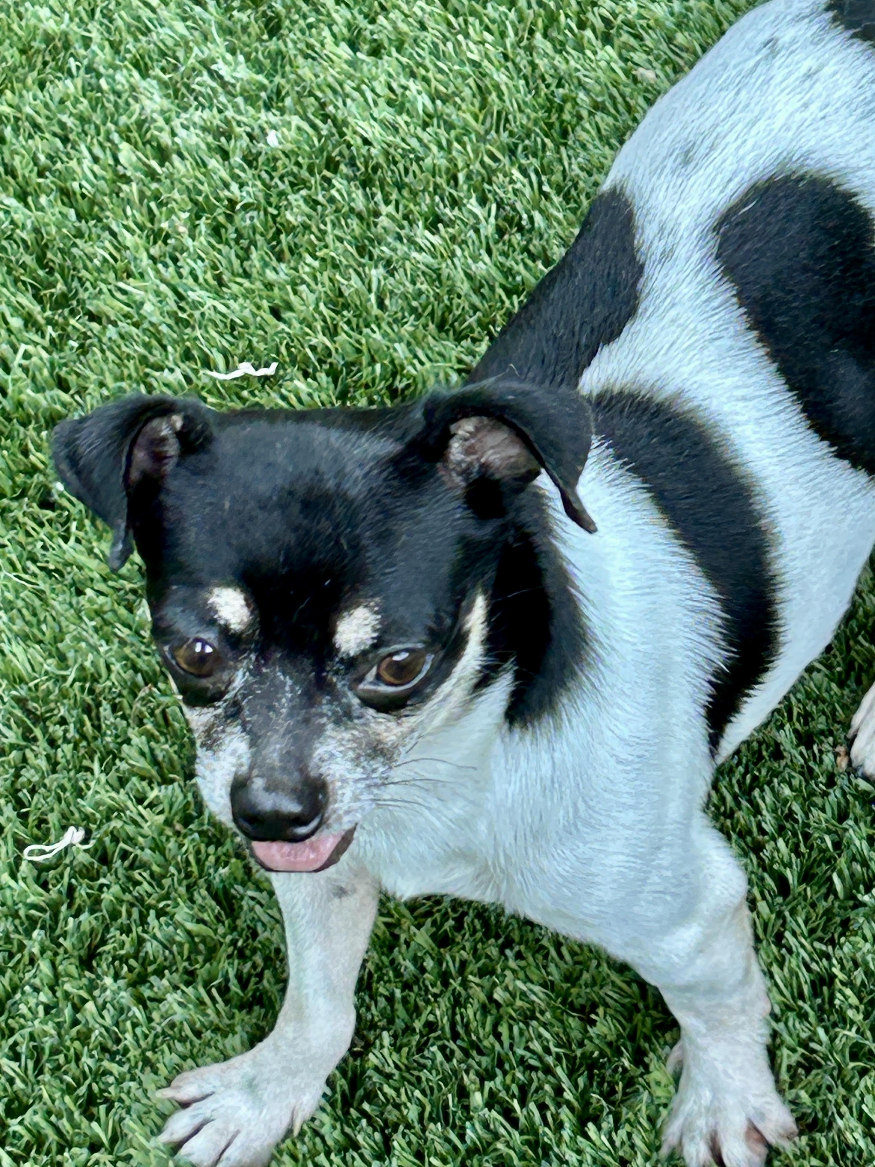Enlarge Hayes, a ADOPTABLE mixed breed in Sarasota, FL image 3/4