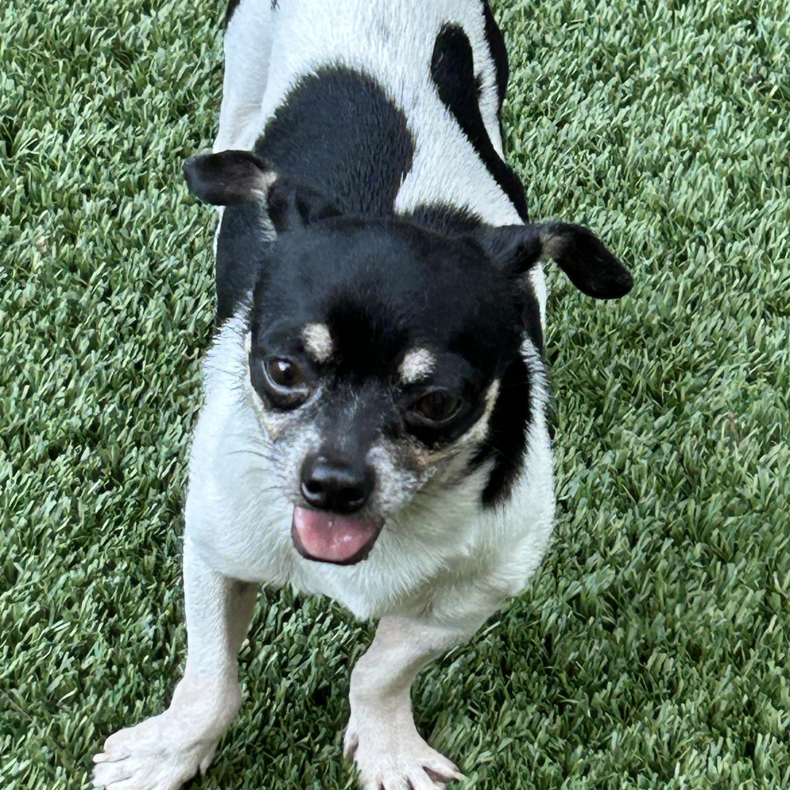 Hayes, ADOPTABLE, Puppy Male Chihuahua.