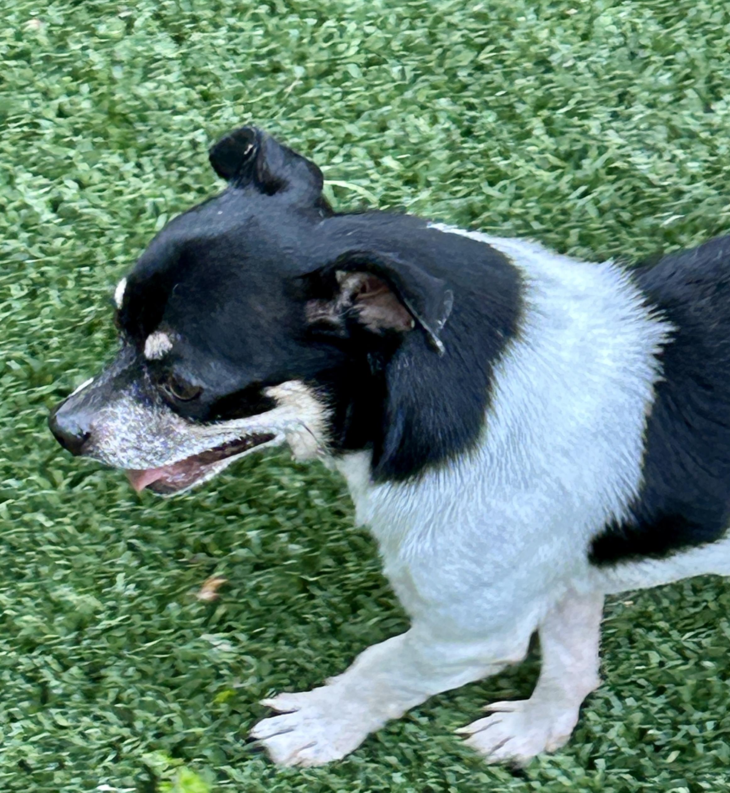 Enlarge Hayes, a ADOPTABLE mixed breed in Sarasota, FL image 2/4