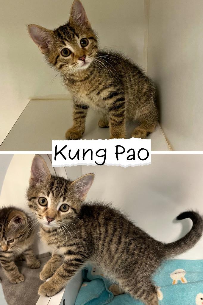 Kung Pao Chicken, Adoptable, Kitten Male Domestic Short Hair.