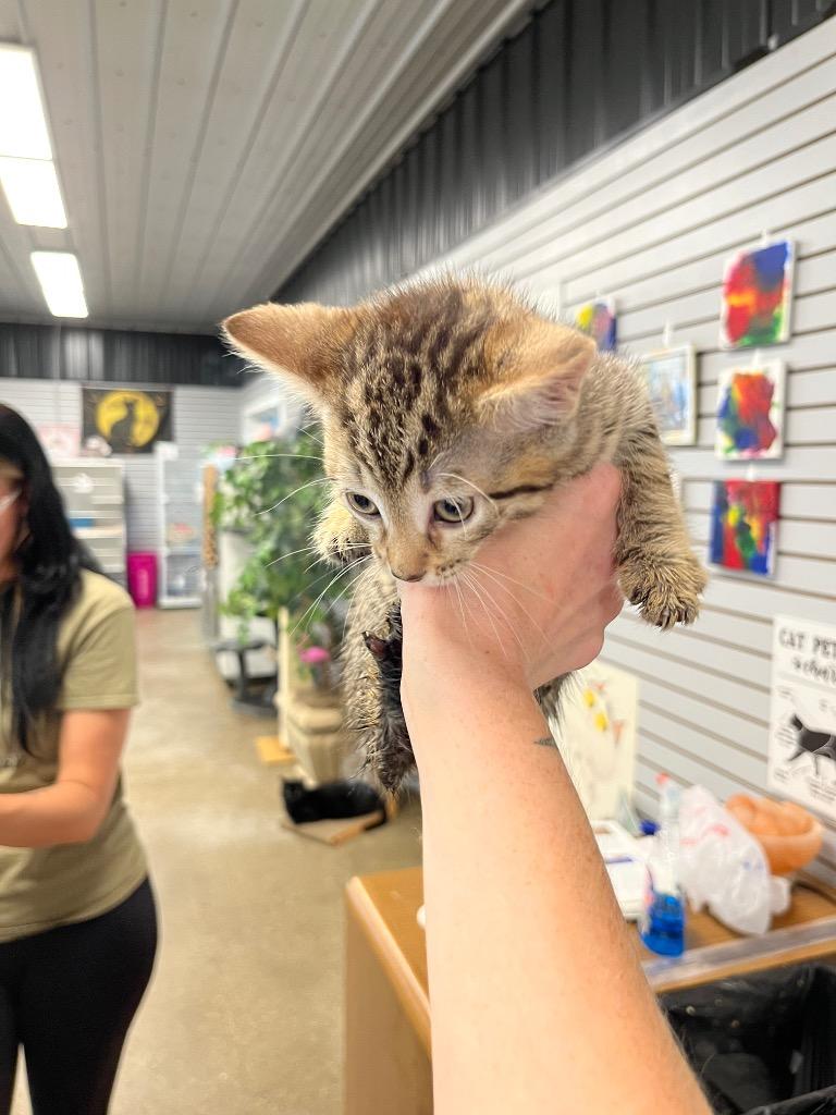Enlarge Kung Pao Chicken, a Adoptable mixed breed in Pierceton, IN image 2/2