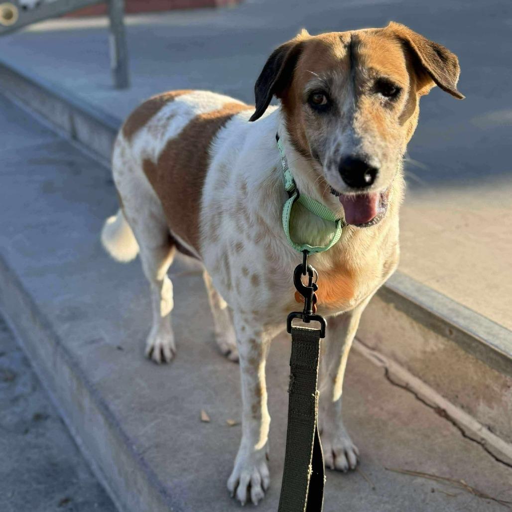 Abu the Great, Adoptable, Adult Male Cattle Dog & Mixed Breed.