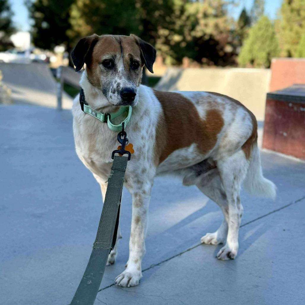 Abu the Great, a Adoptable mixed breed in Bend, OR image 2/6