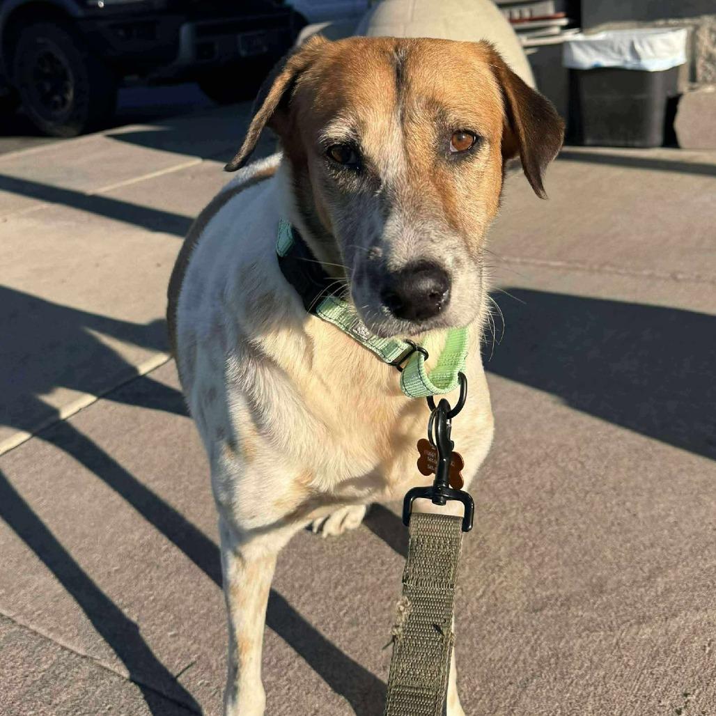 Abu the Great, a Adoptable mixed breed in Bend, OR image 3/6