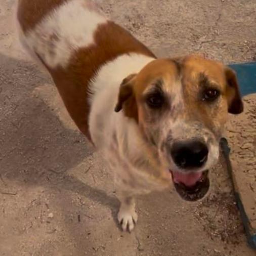 Abu the Great, a Adoptable mixed breed in Bend, OR image 4/6