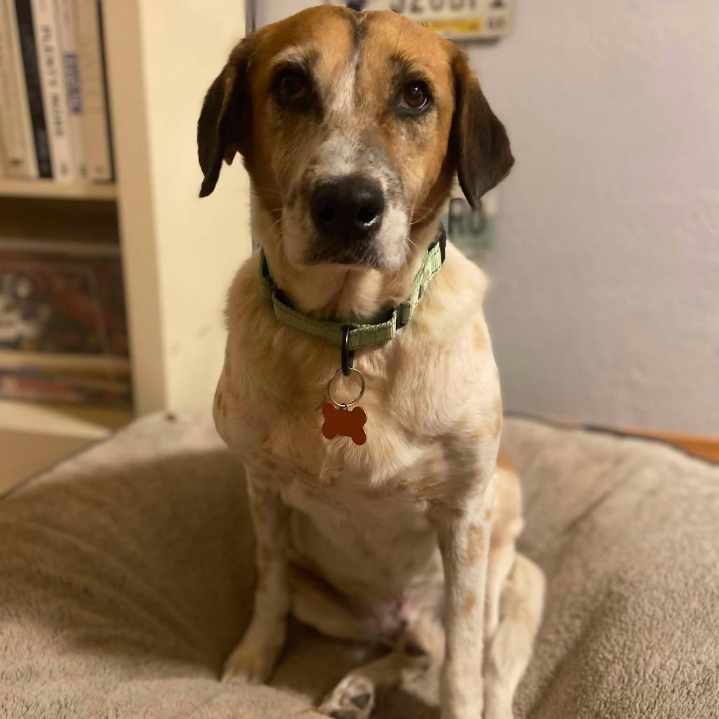 Abu the Great, a Adoptable mixed breed in Bend, OR image 5/6