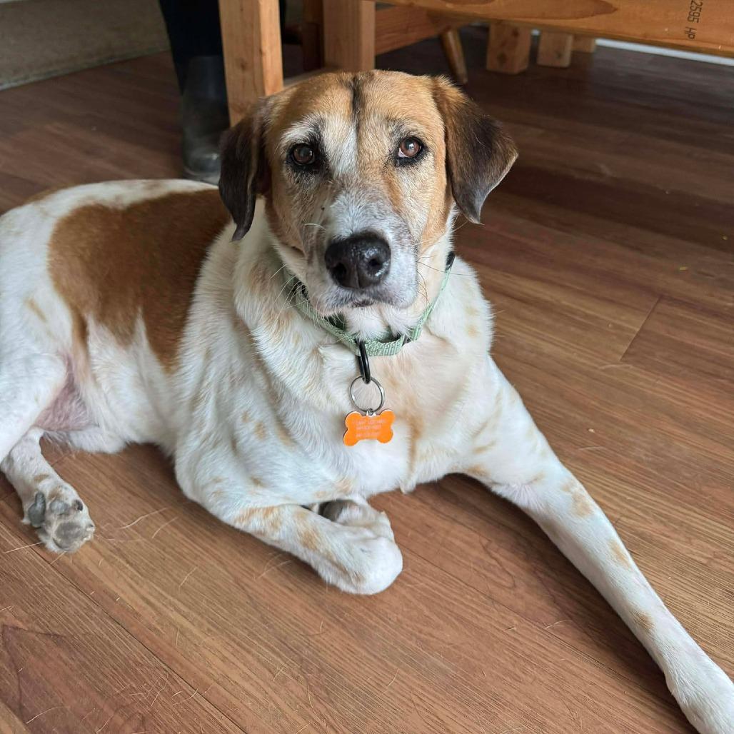 Abu the Great, a Adoptable mixed breed in Bend, OR image 6/6