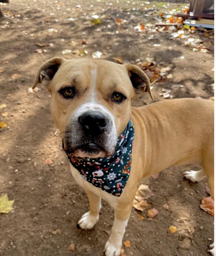 Zane : The Chill Guy