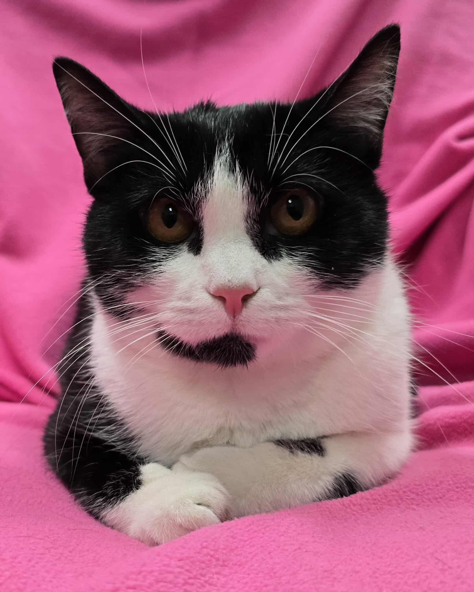 Enlarge Gravity, a Adoptable Domestic Short Hair in Frankfort, IN image 1/3