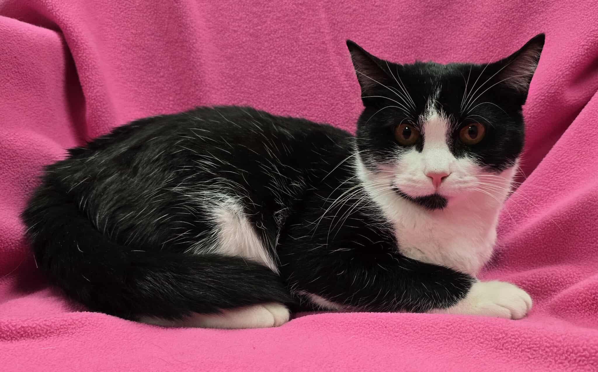 Enlarge Gravity, a Adoptable Domestic Short Hair in Frankfort, IN image 2/3