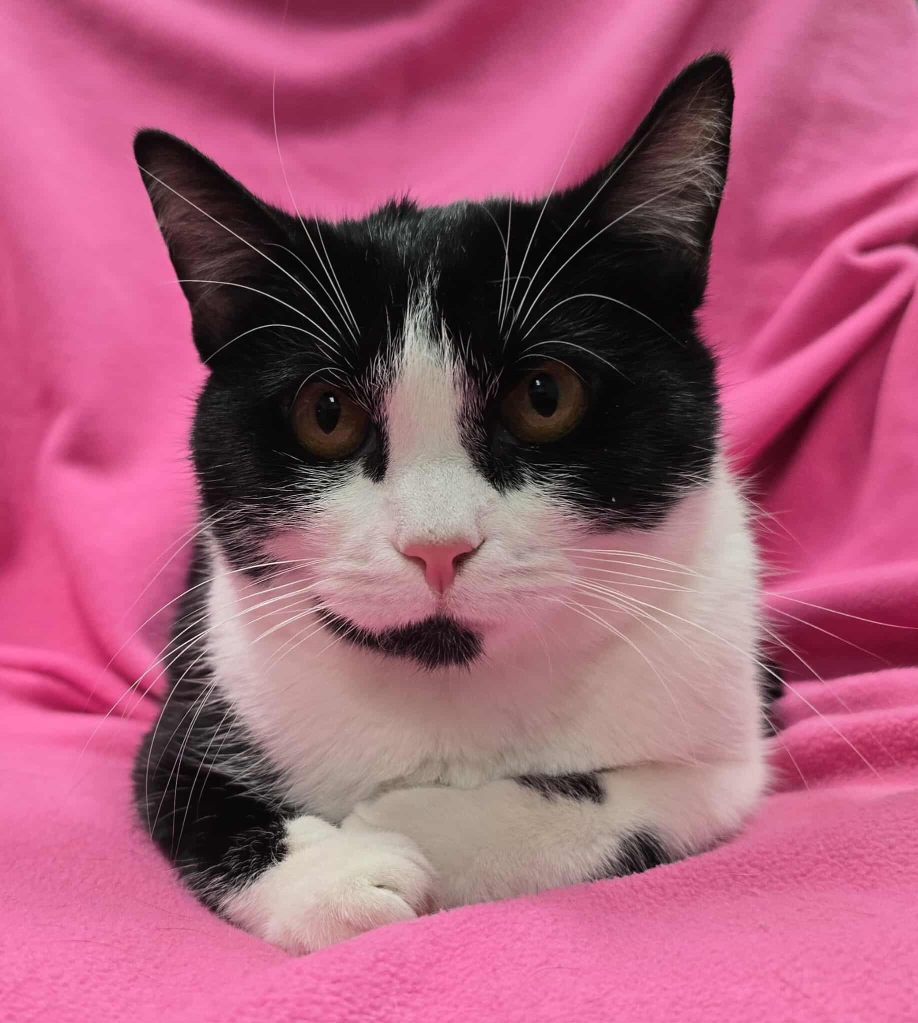 Enlarge Gravity, a Adoptable Domestic Short Hair in Frankfort, IN image 3/3