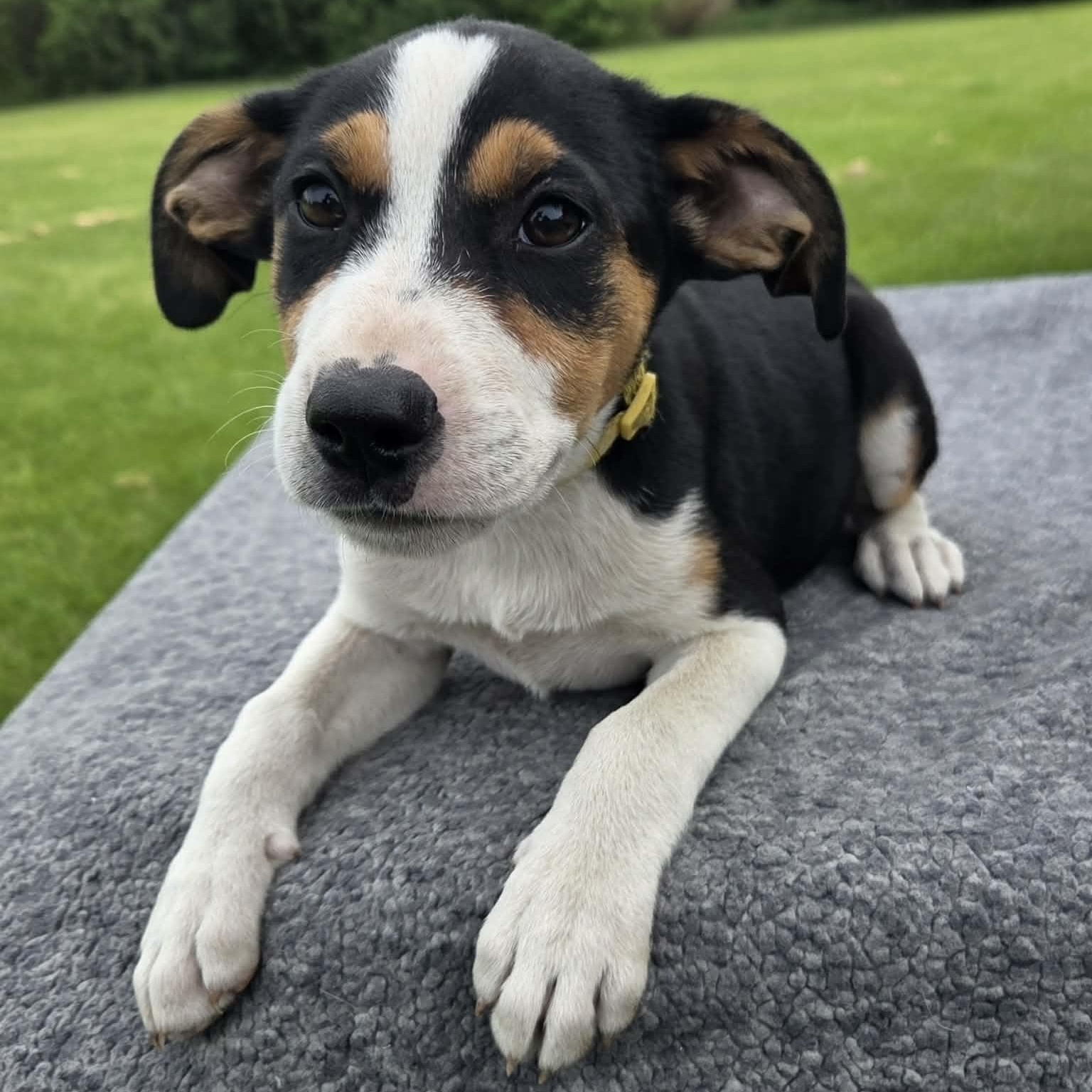 Enlarge Acadia, a Adoptable mixed breed in McHenry, IL image 1/1