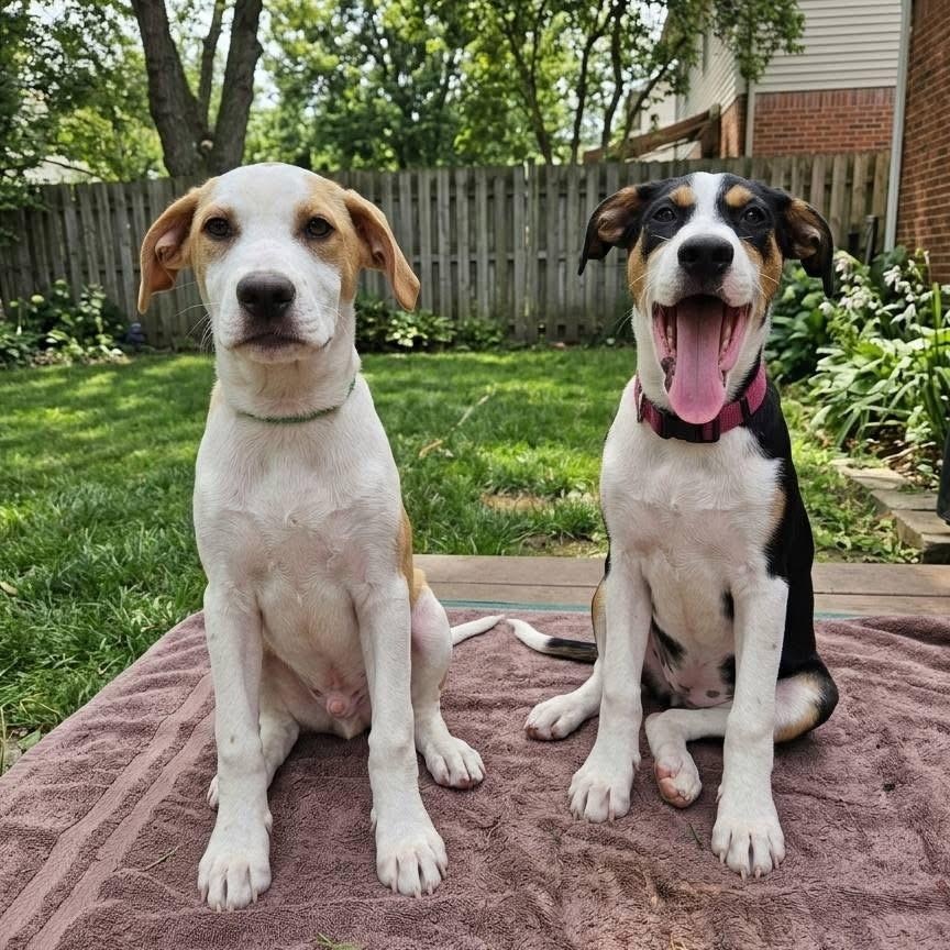Acadia, a Adoptable mixed breed in McHenry, IL image 2/5