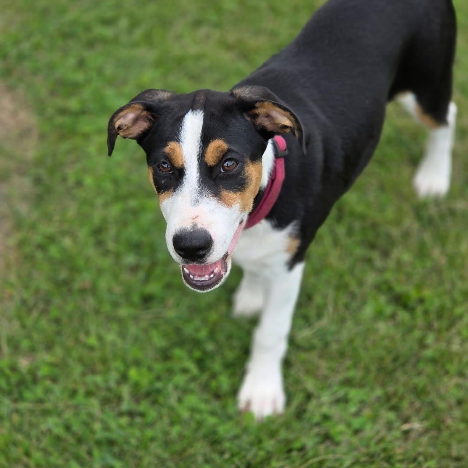 Acadia, a Adoptable mixed breed in McHenry, IL image 3/5