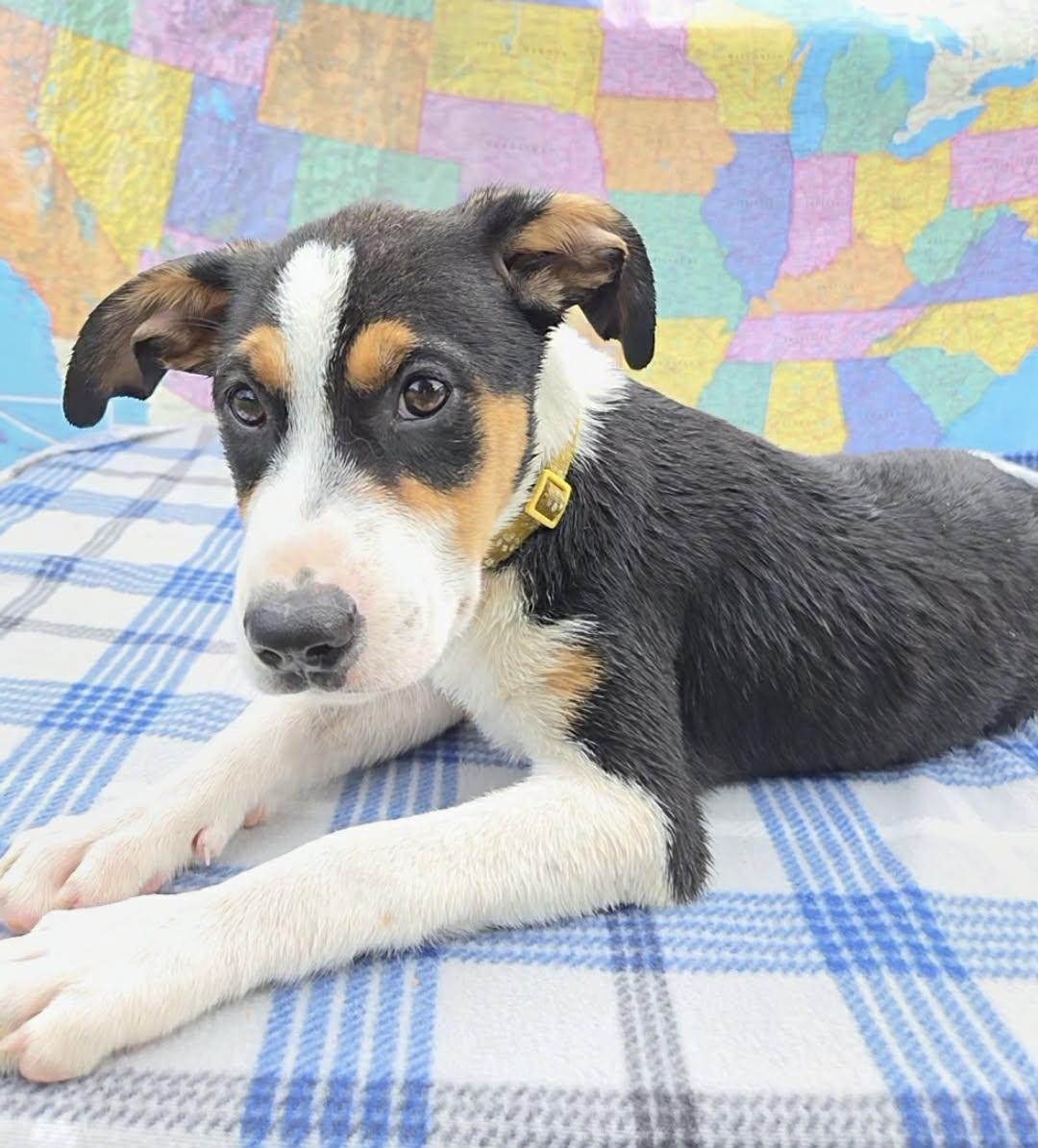 Acadia, Adoptable, Puppy Female Labrador Retriever & Australian Shepherd.