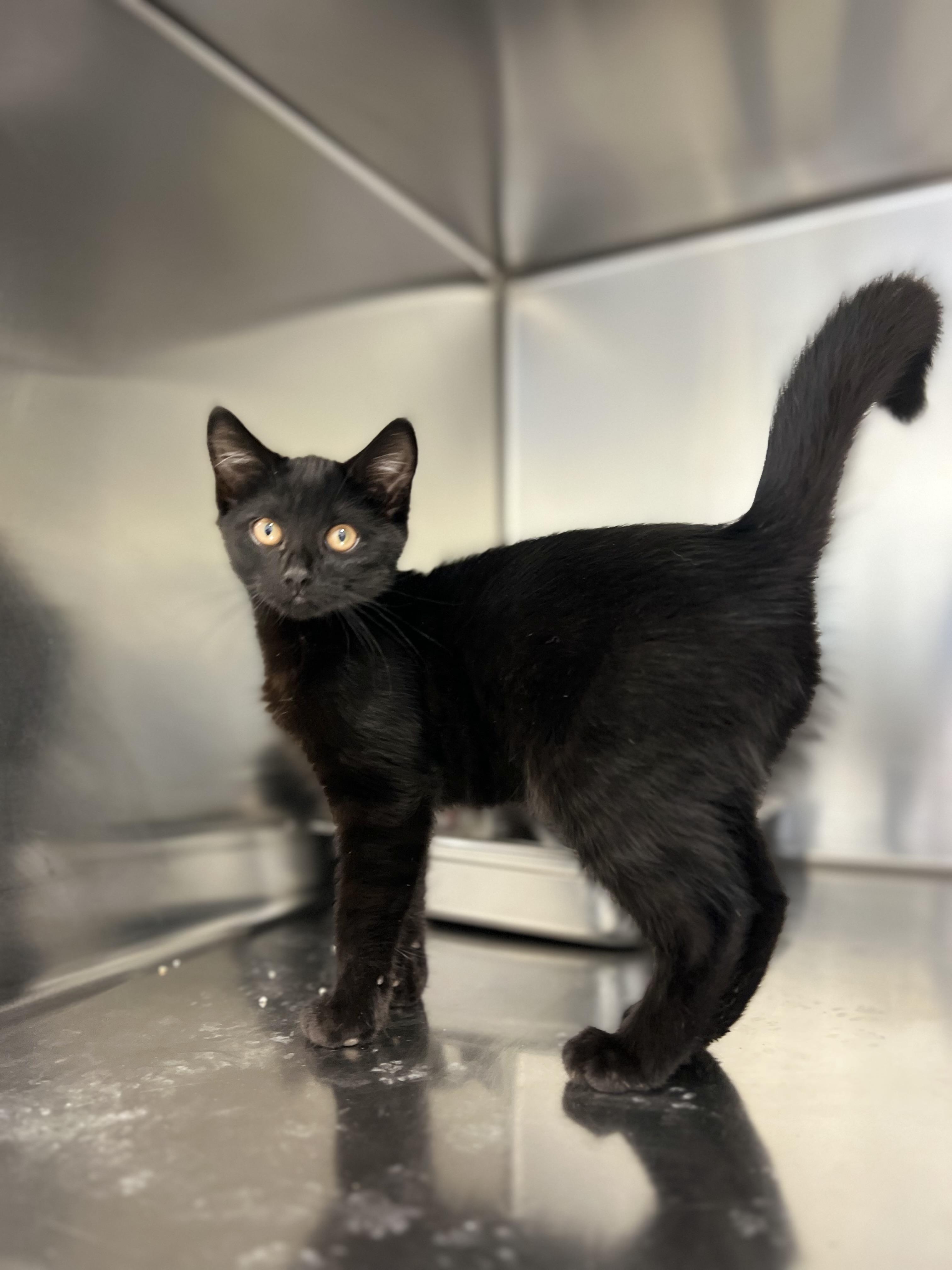 Lily 4346, an adopted Domestic Short Hair in St Stephen, NB image 2/2