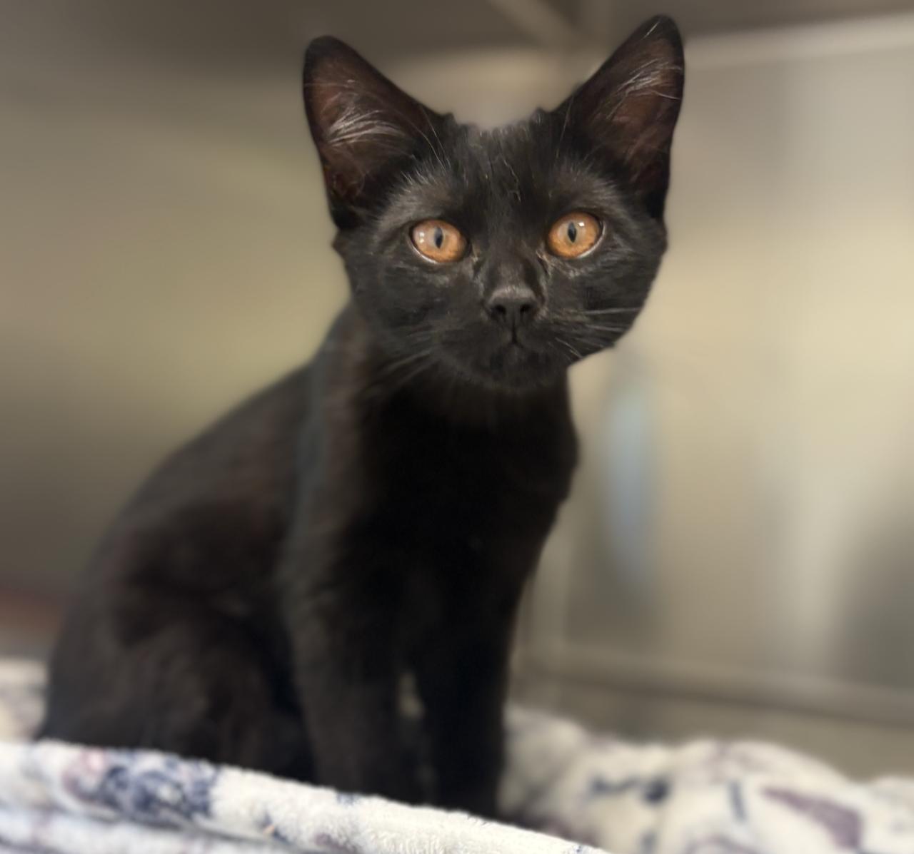 Lily 4346, adopted, Kitten Female Domestic Short Hair.