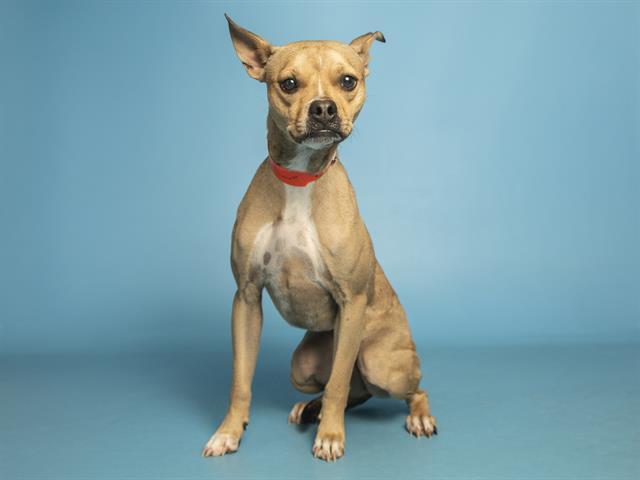 Enlarge LIZZIE, a Adoptable mixed breed in Phoenix, AZ image 1/1