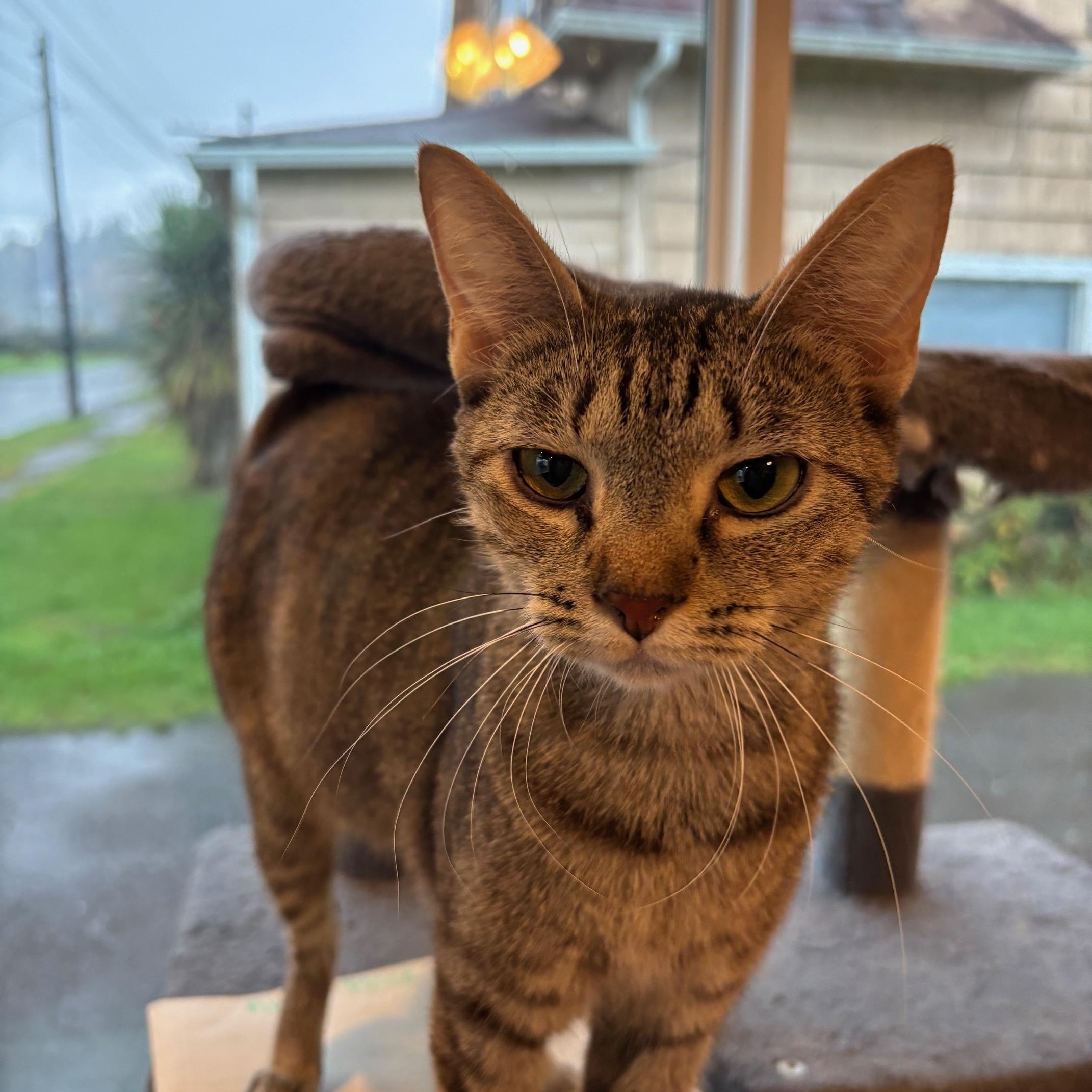 Penelope, Adoptable, Adult Female Tabby.